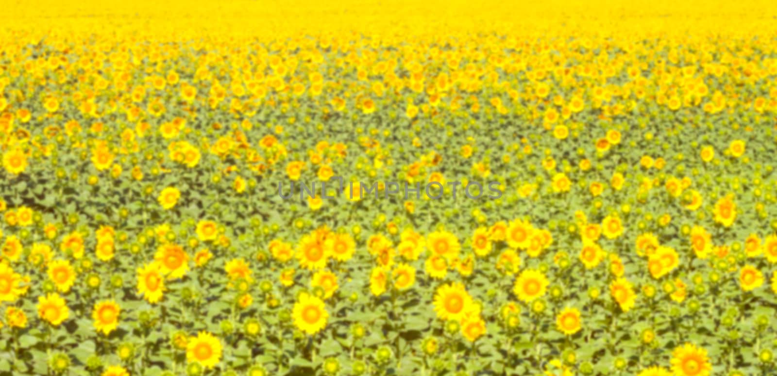 blurred field of sunflowers can be used as background