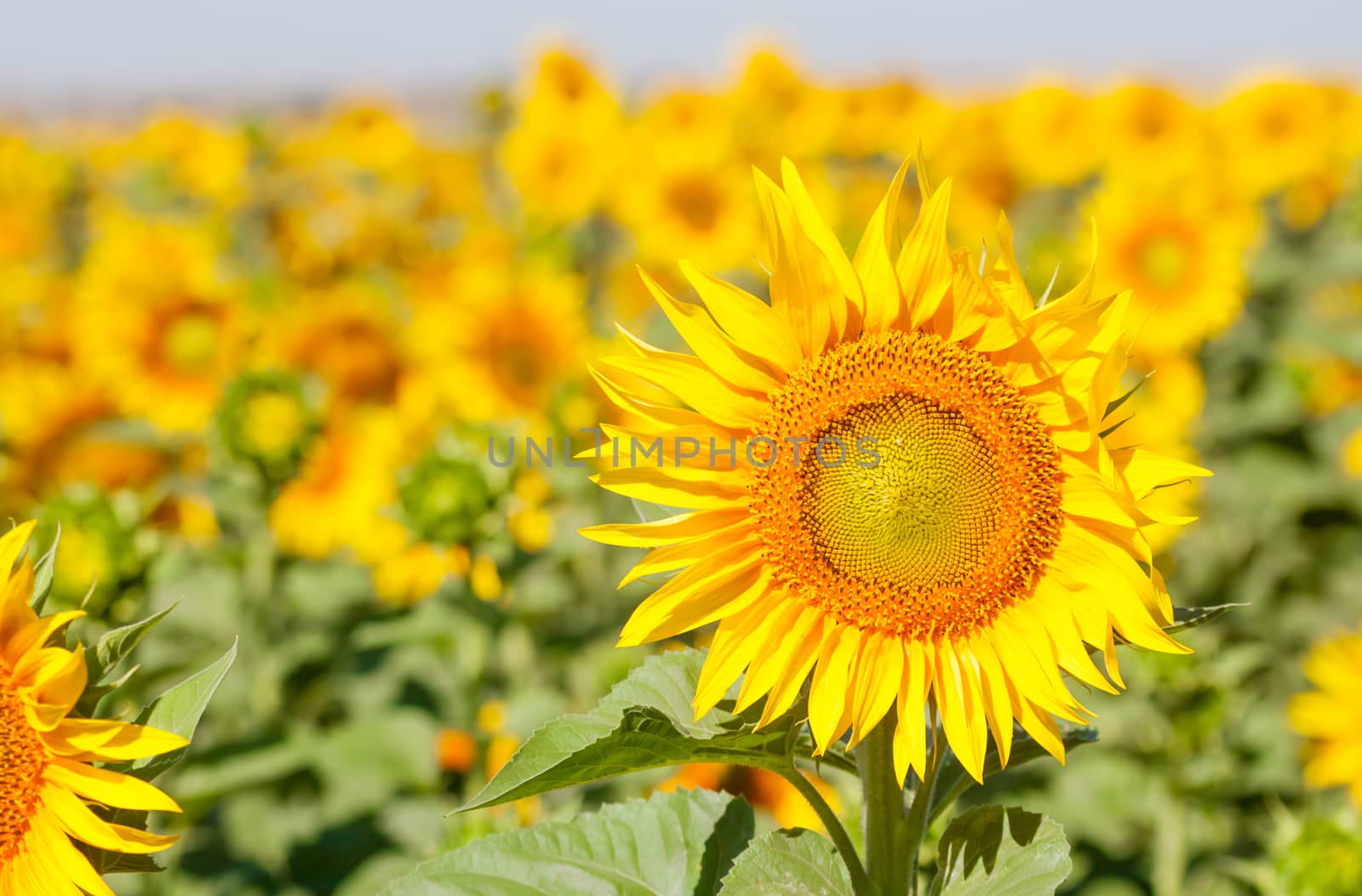 field of sunflowers by Chechotkin