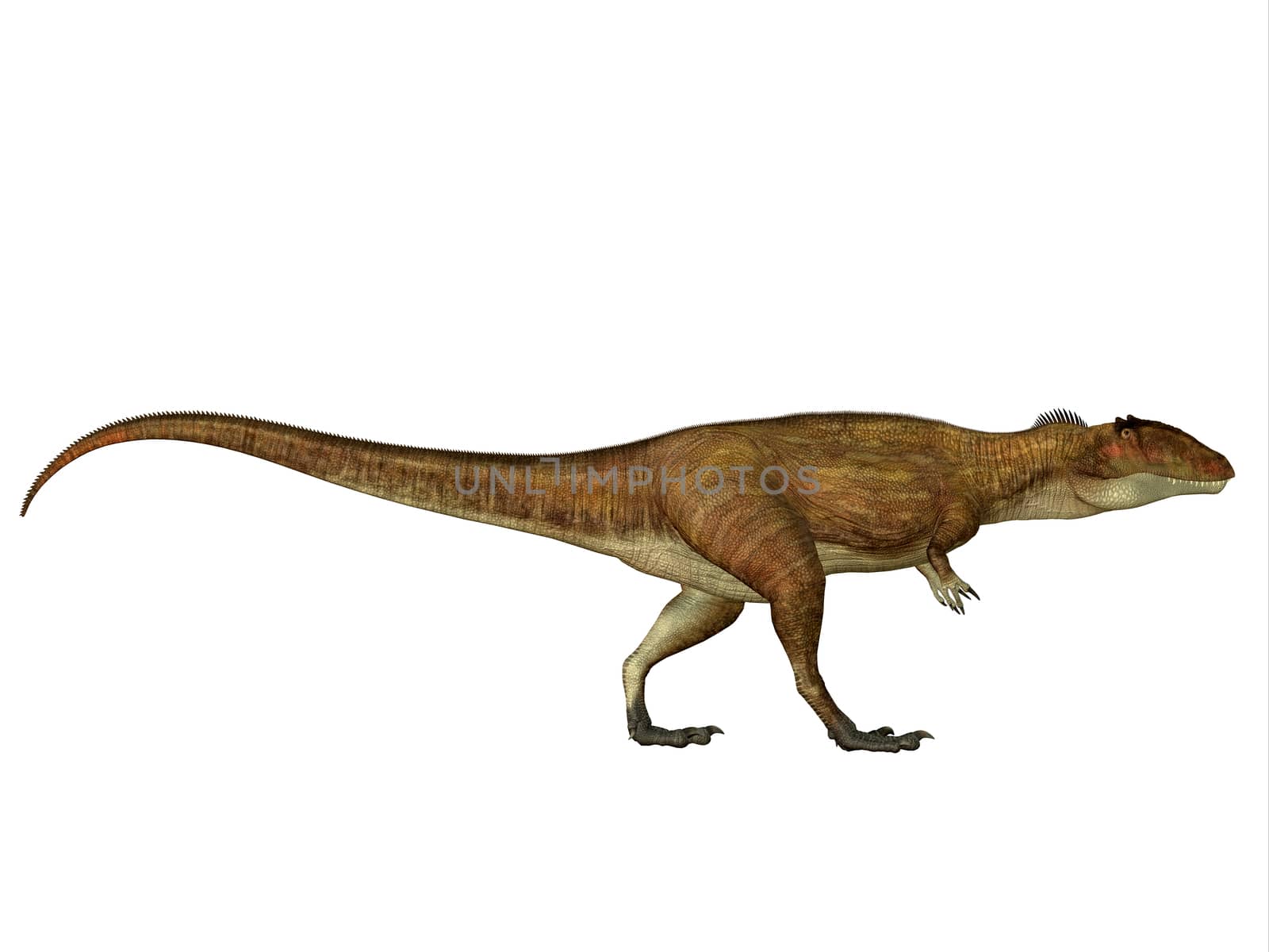 Carcharodontosaurus was a carnivorous theropod dinosaur that lived in Sahara, Africa during the Cretaceous Period.
