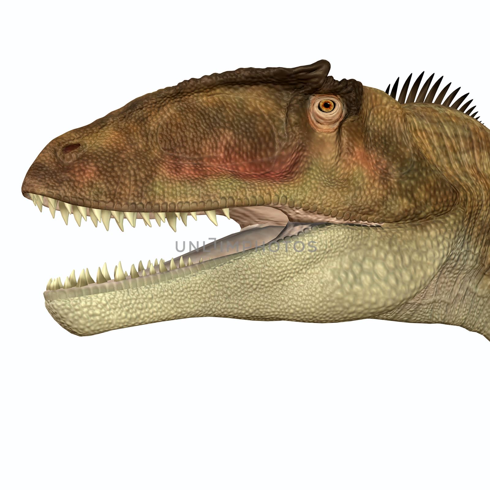 Carcharodontosaurus Head by Catmando