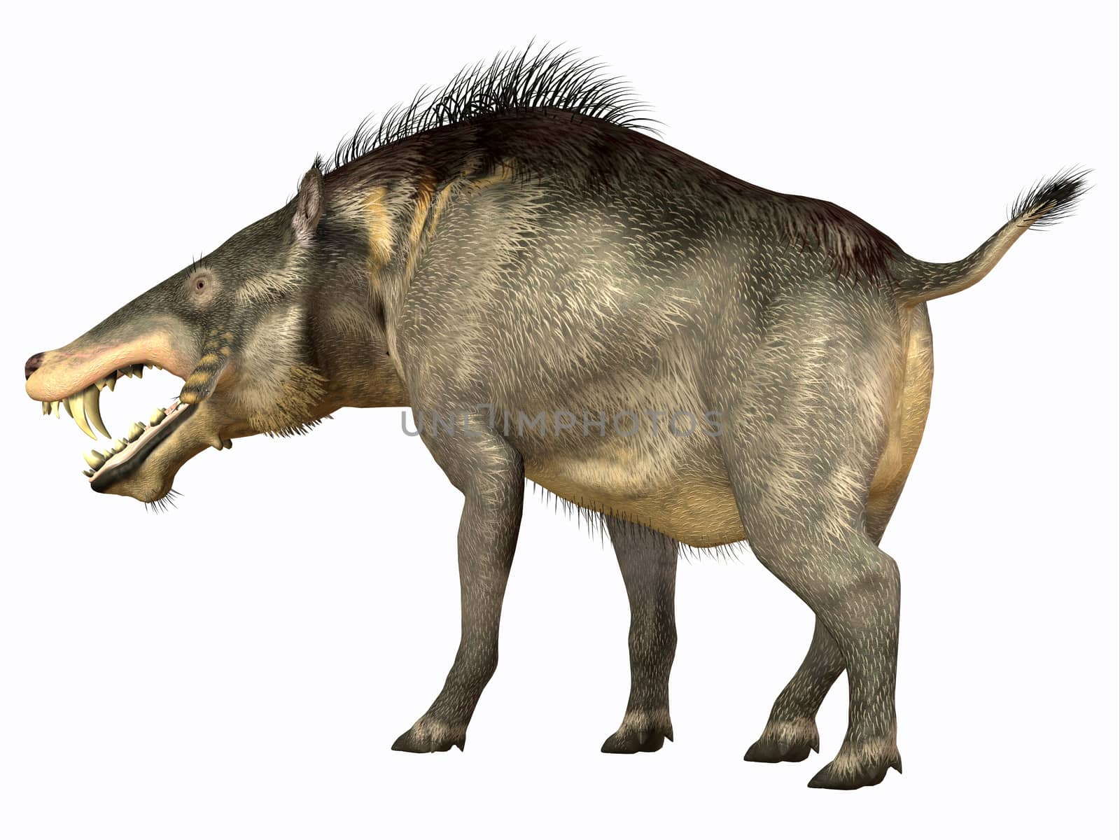 Entelodon was an omnivorous pig that lived in Europe and Asia in the Eocene through the Oligocene Periods.