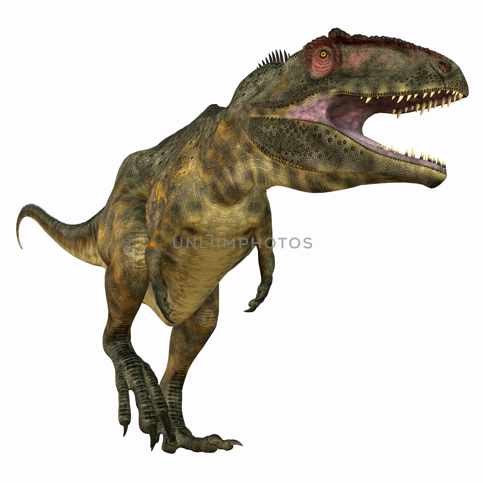 Giganotosaurus was a carnivorous theropod dinosaur that lived in Argentina during the Cretaceous Period.