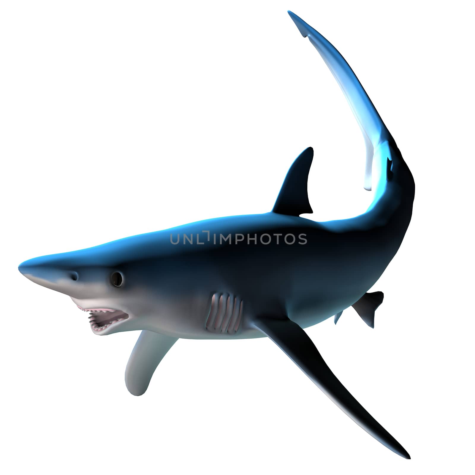 Blue Shark by Catmando