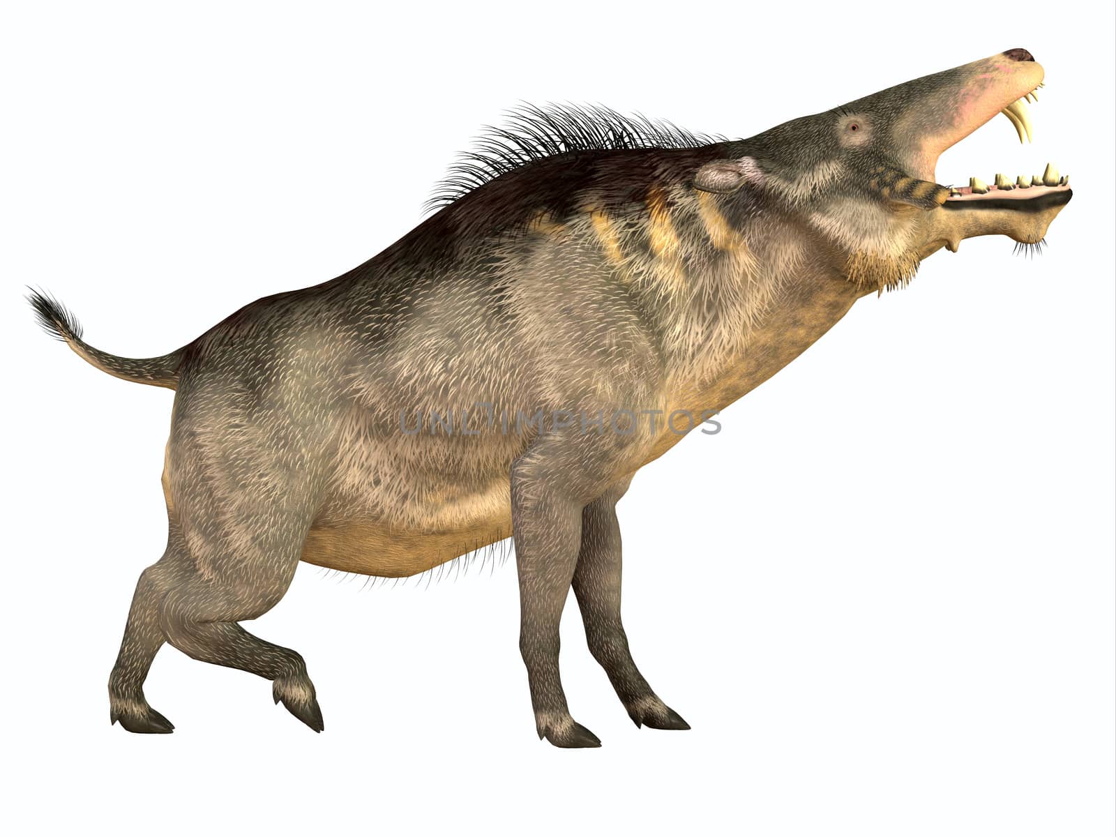 Entelodon was an omnivorous pig that lived in Europe and Asia in the Eocene through the Oligocene Periods.