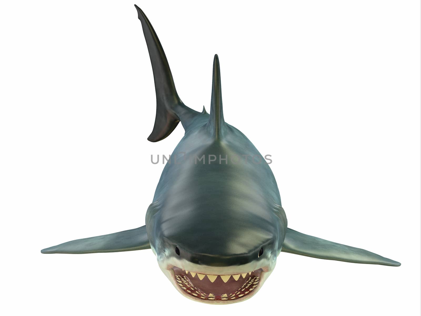 Mammoth Great White Shark by Catmando