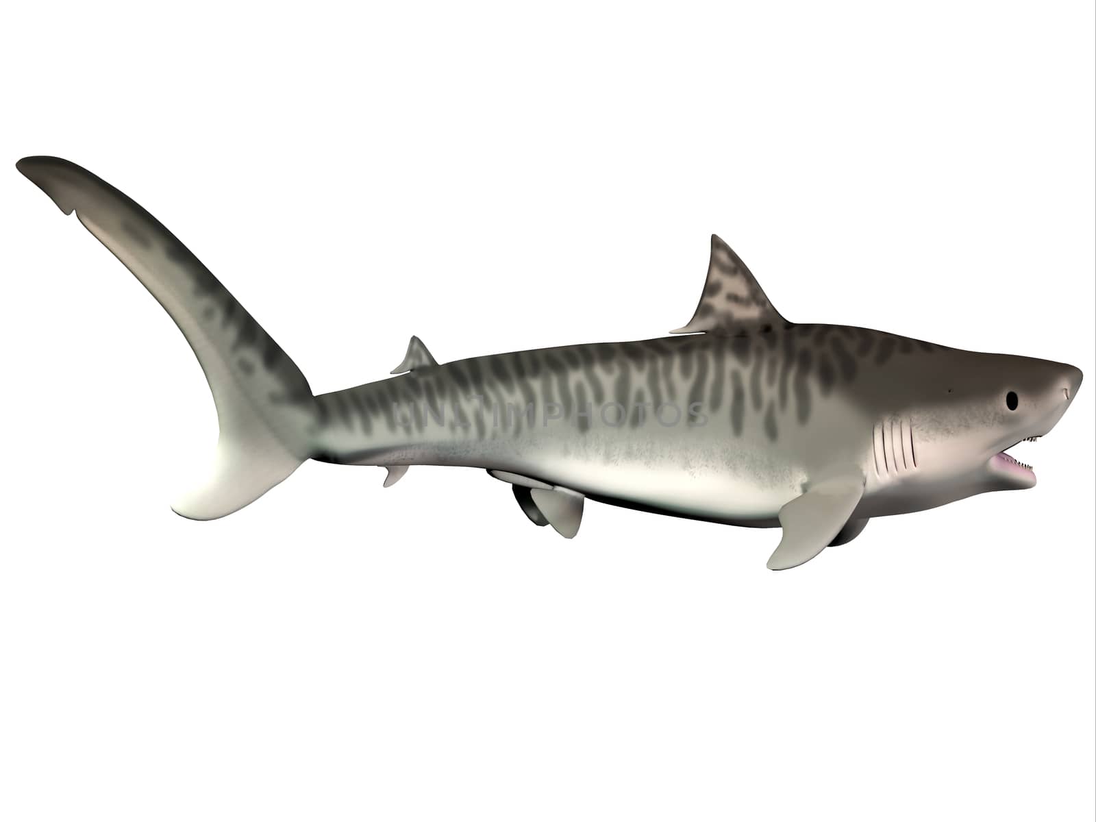 The Tiger shark is a large predatory fish that lives in temperate and tropical ocean waters.