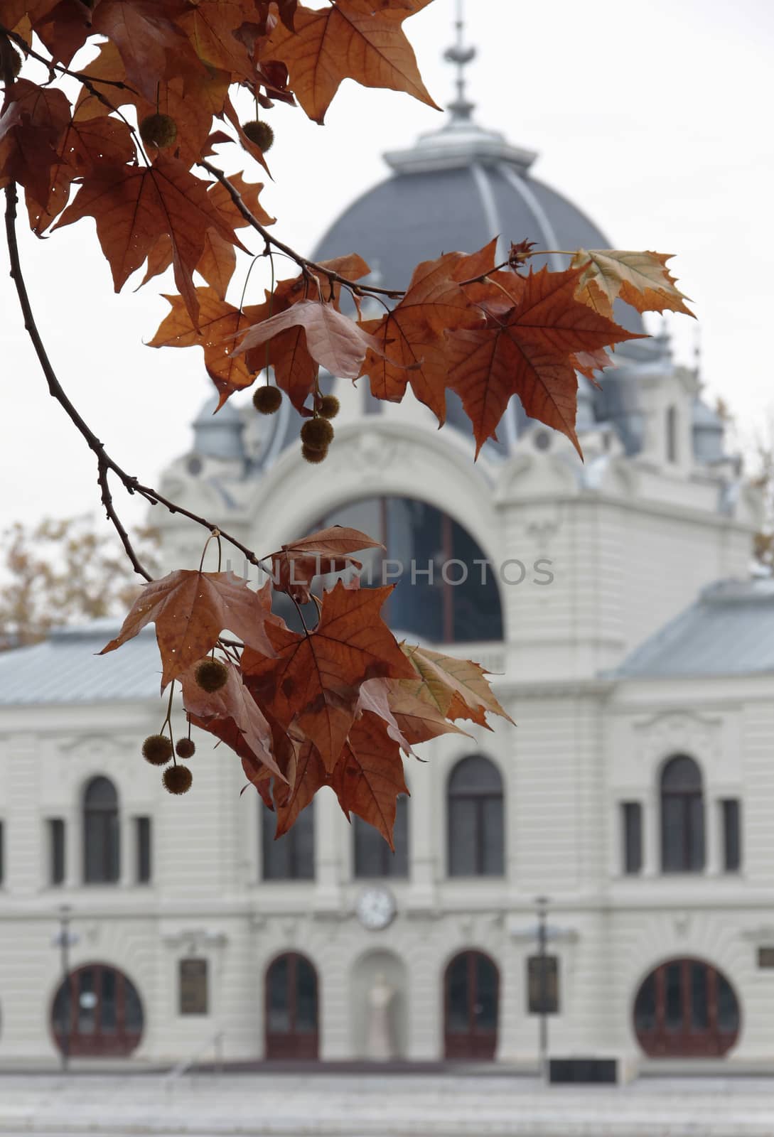 Yellow autumn leaves domed building in the background.