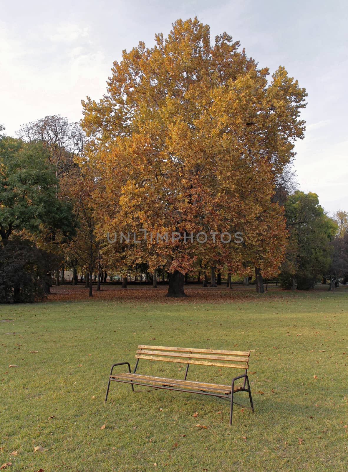 Autumn park benches and trees in the background.