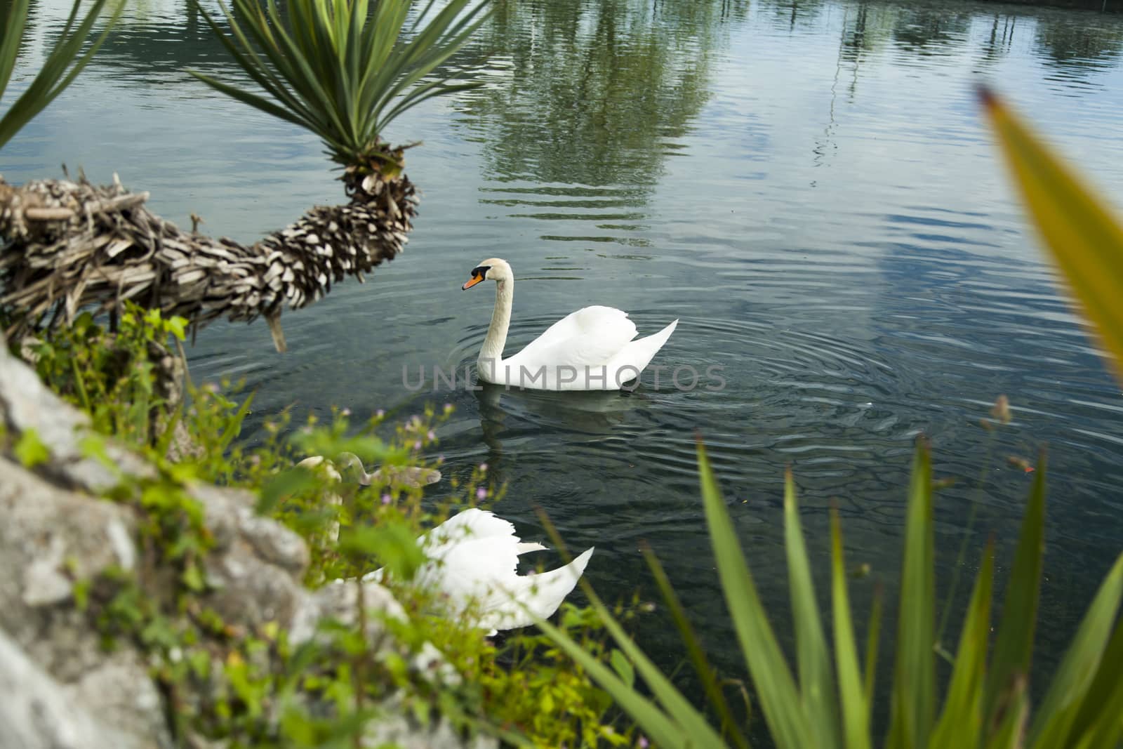 Swans in a pond by selezenj