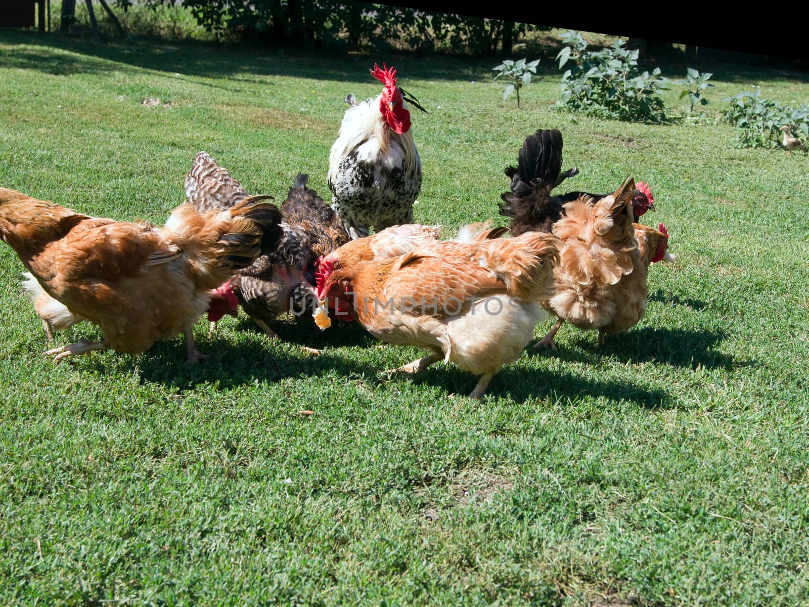 The hens scratching in the poultry yard.