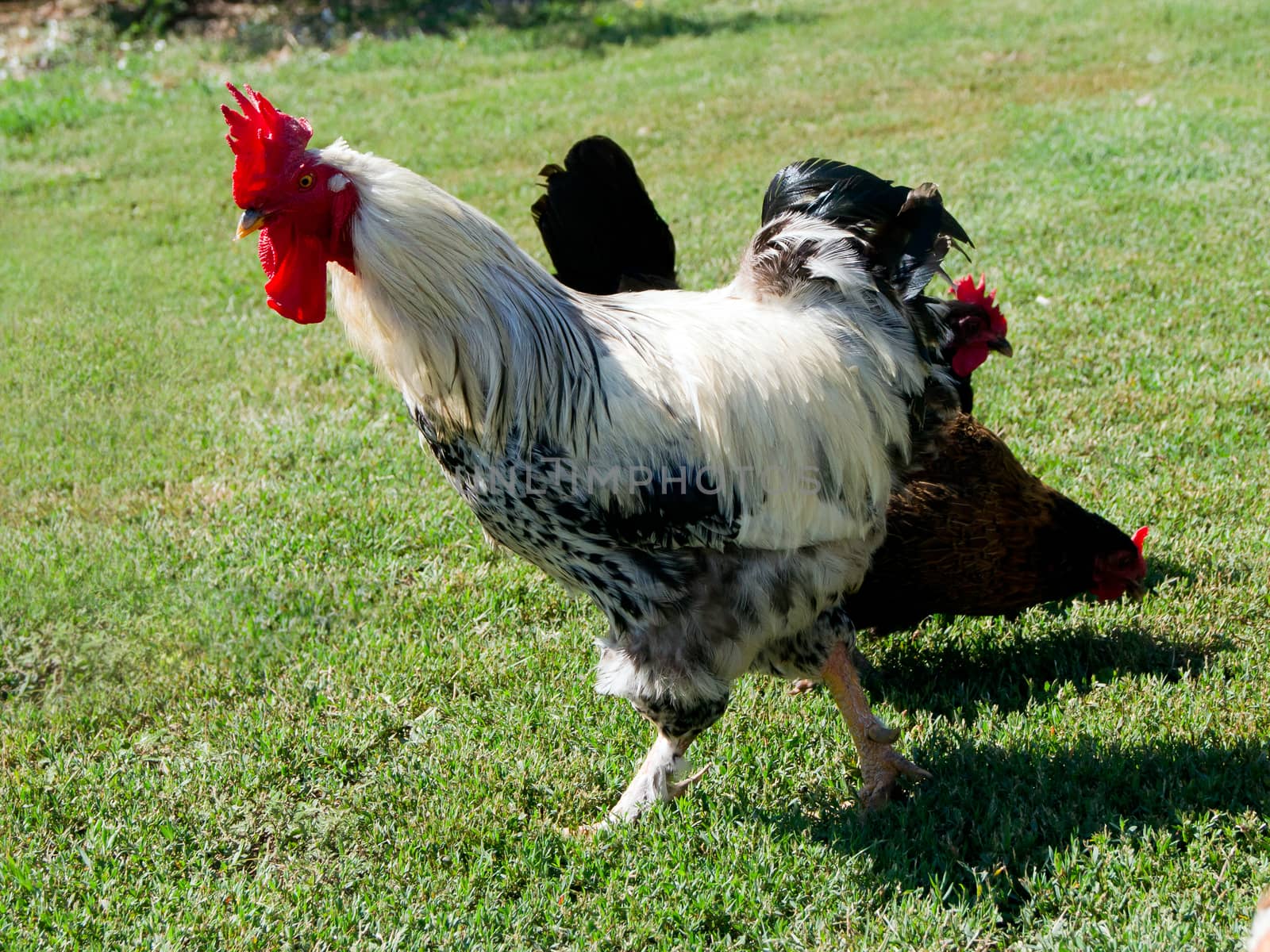 The big white cock ruler of the yard.