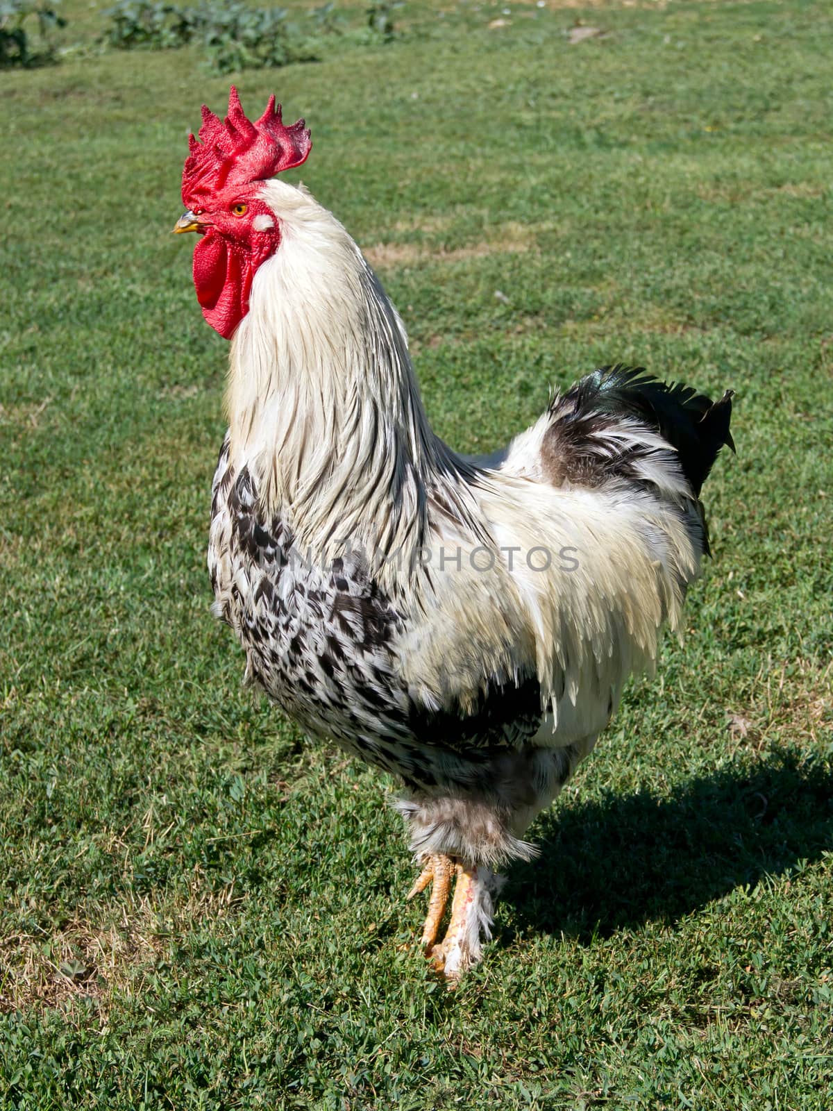 The big white cock ruler of the yard.