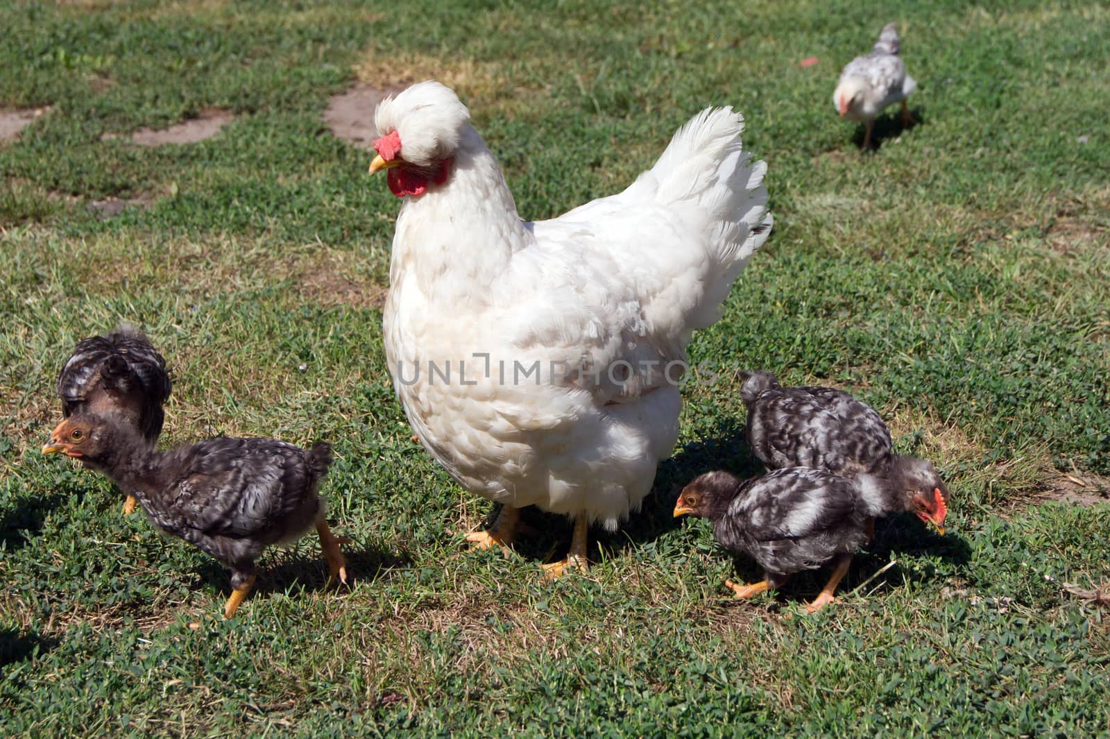 The brooding leads the chicks in the yard.