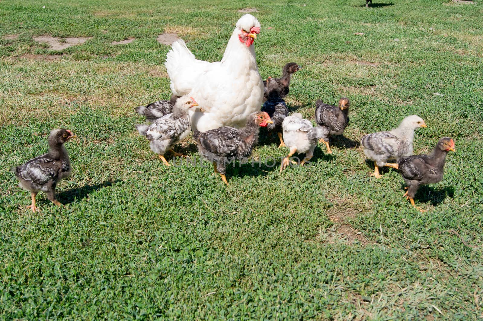 The brooding leads the chicks in the yard.