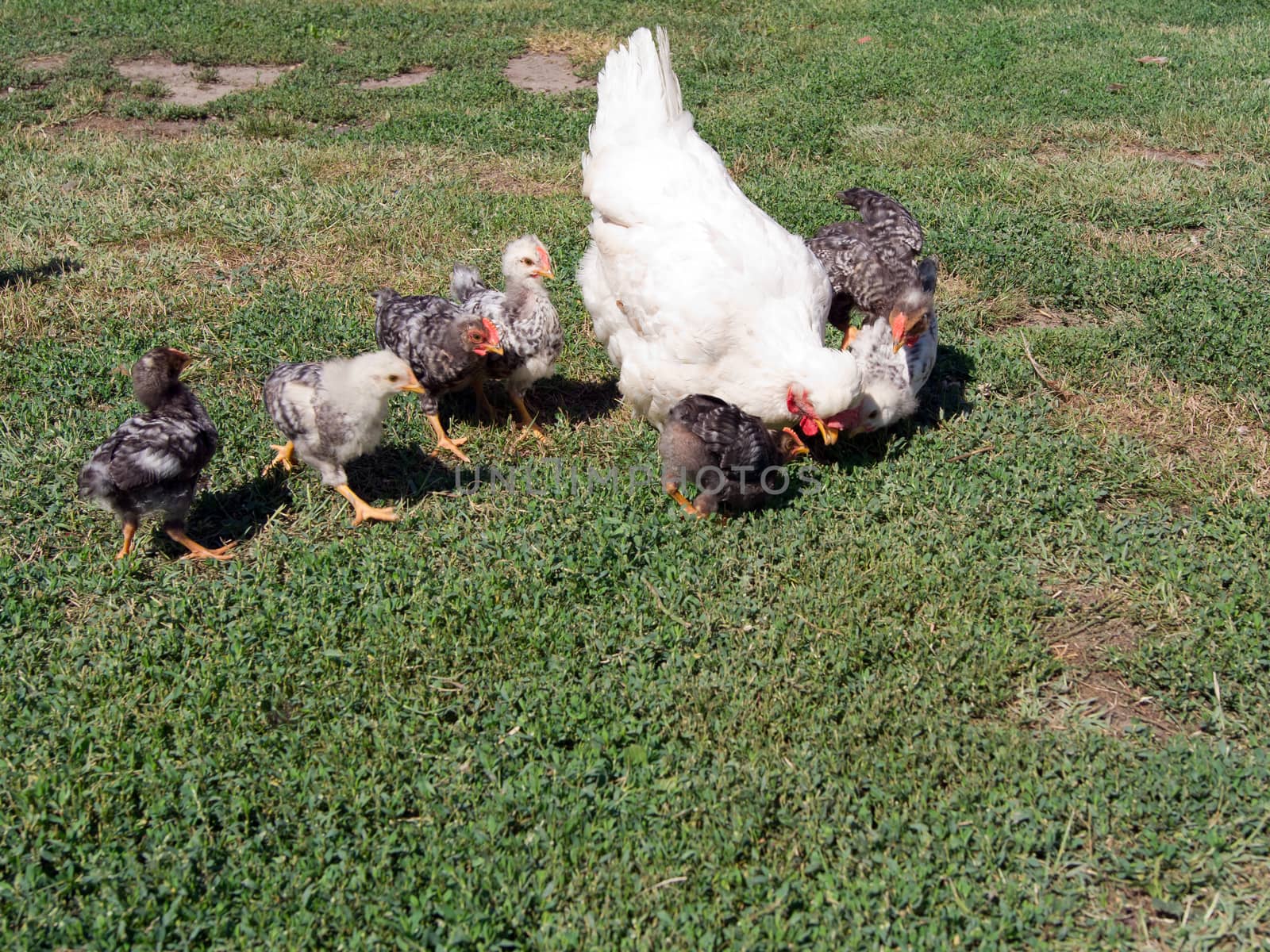 The brooding leads the chicks in the yard.