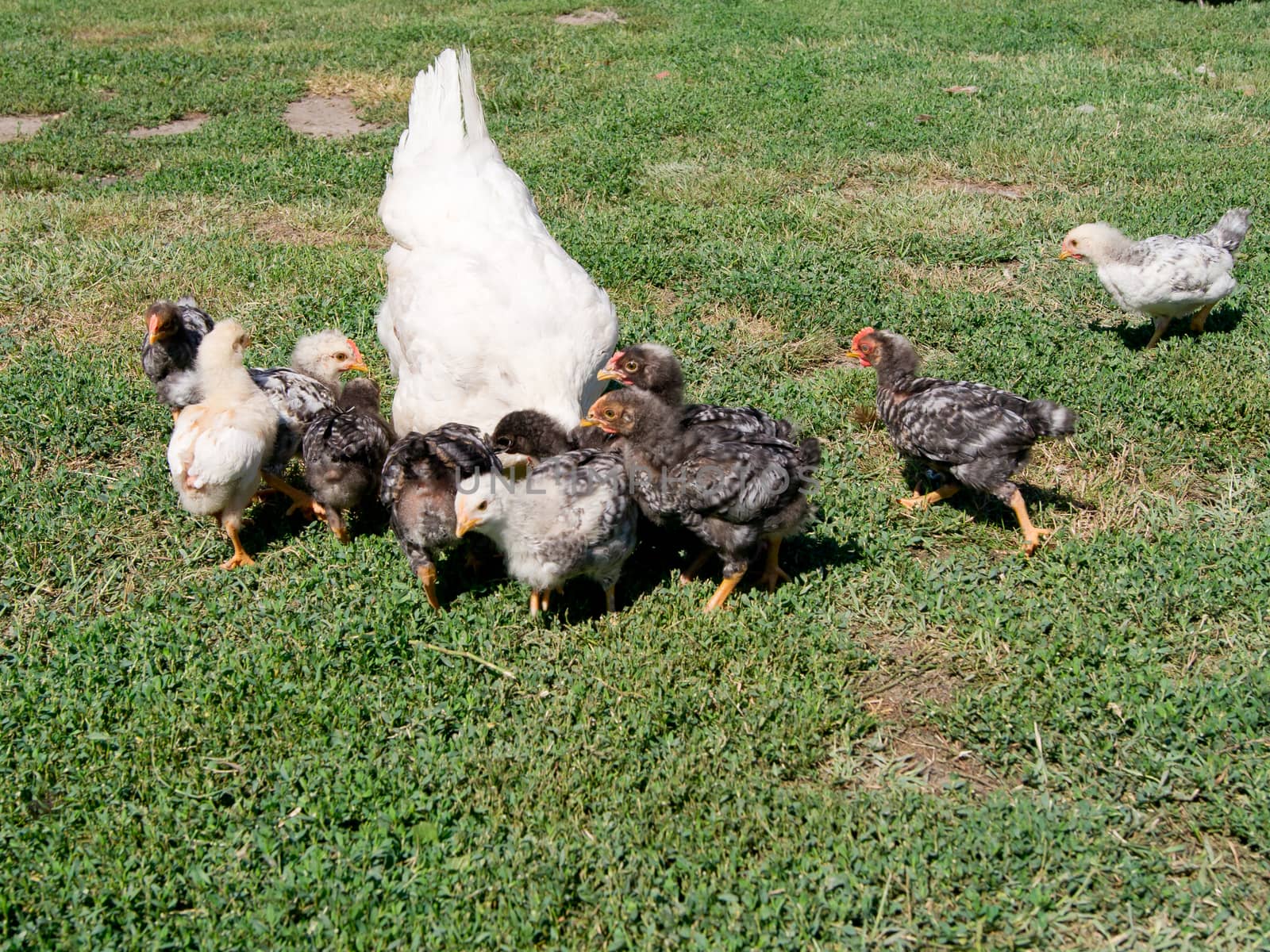 The brooding leads the chicks in the yard.