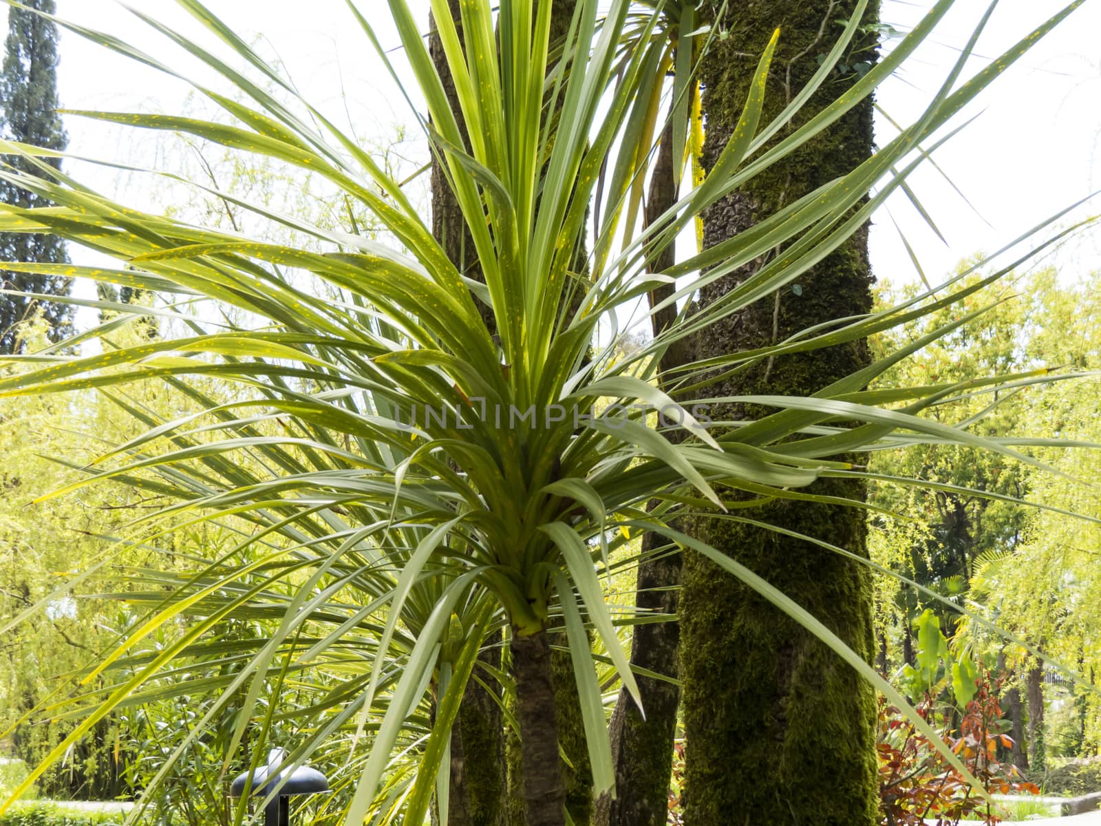 Palm trees grow in park on a bright sun of the South