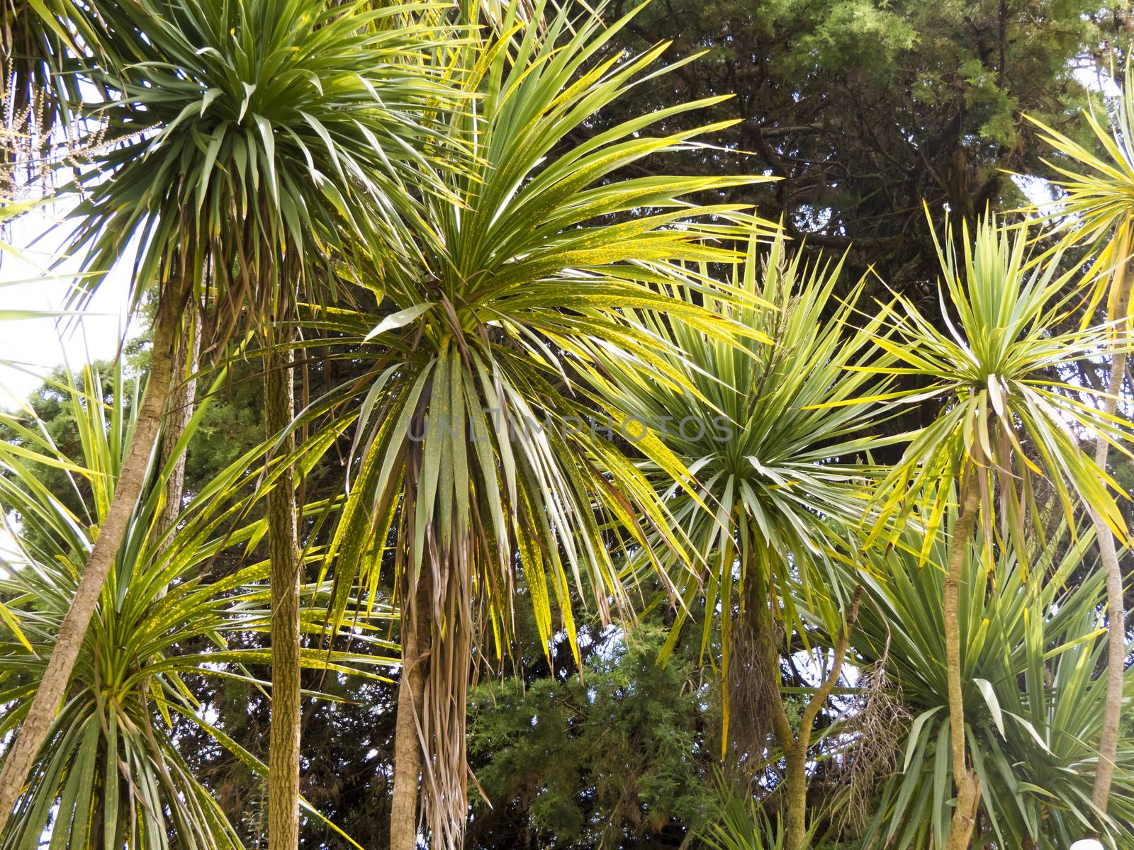 Palm trees grow in park on a bright sun of the South