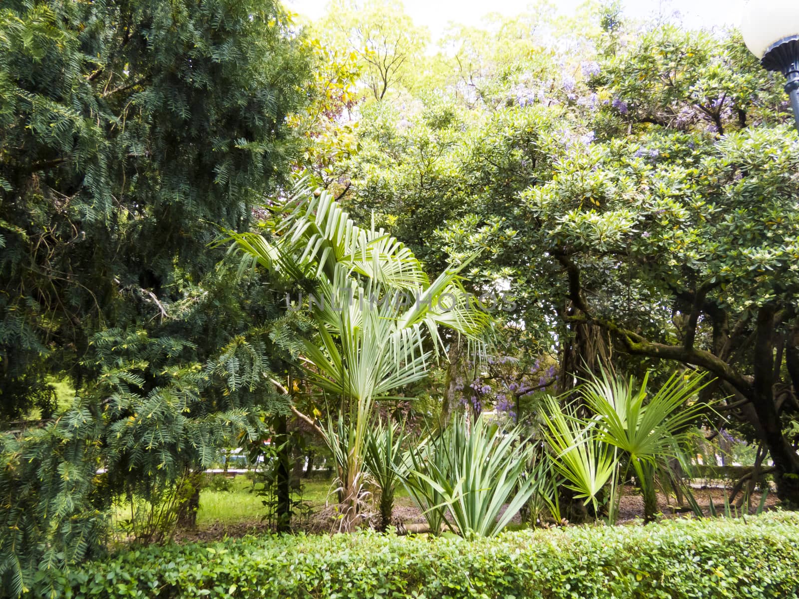 Palm trees in park by selezenj