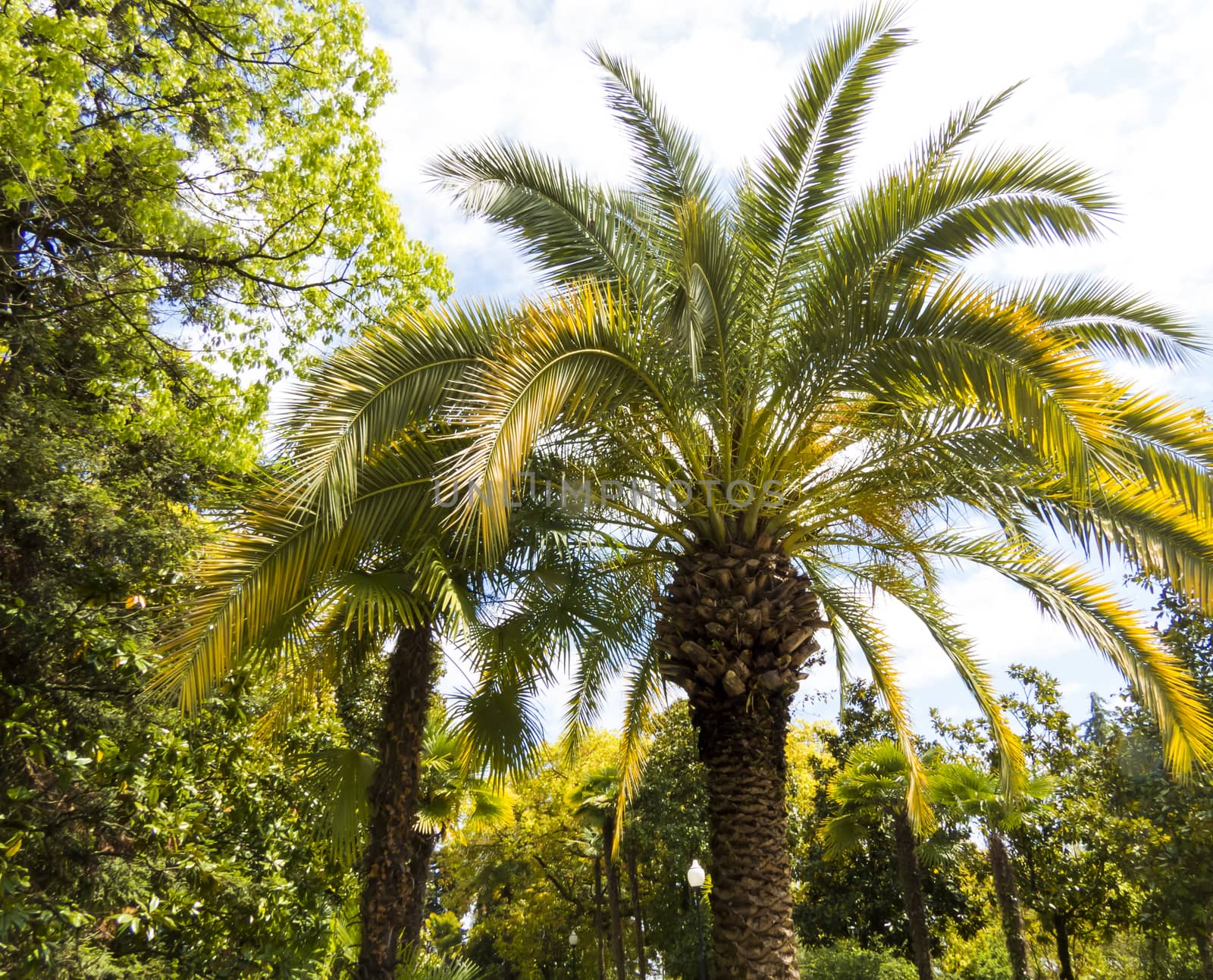 Palm trees in park by selezenj