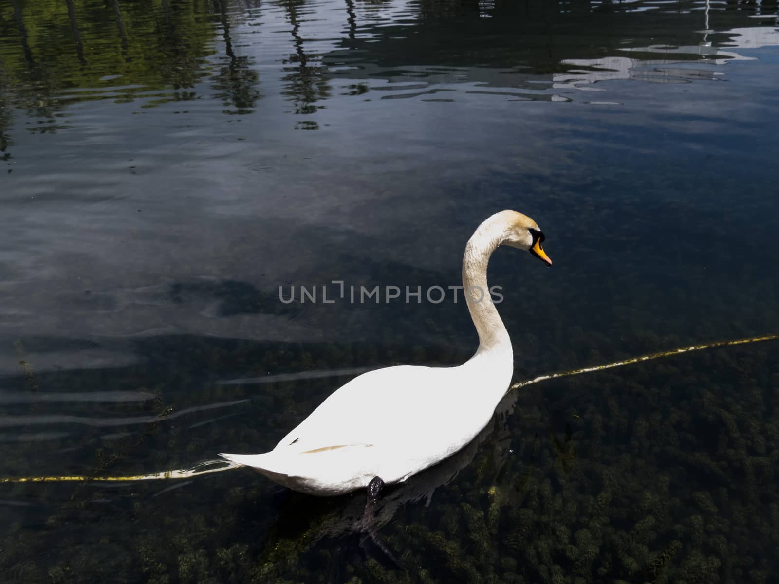 Swans in a pond float in search of food and pose for photographers