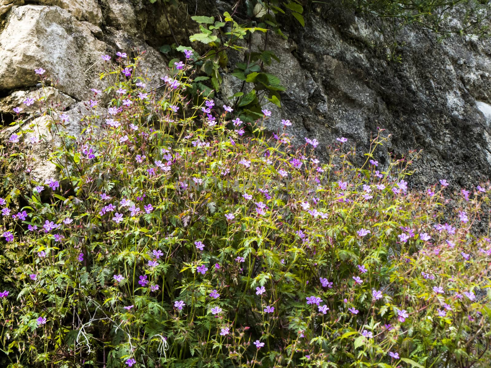 Spring flowers blossom on pleasure to people in the spring