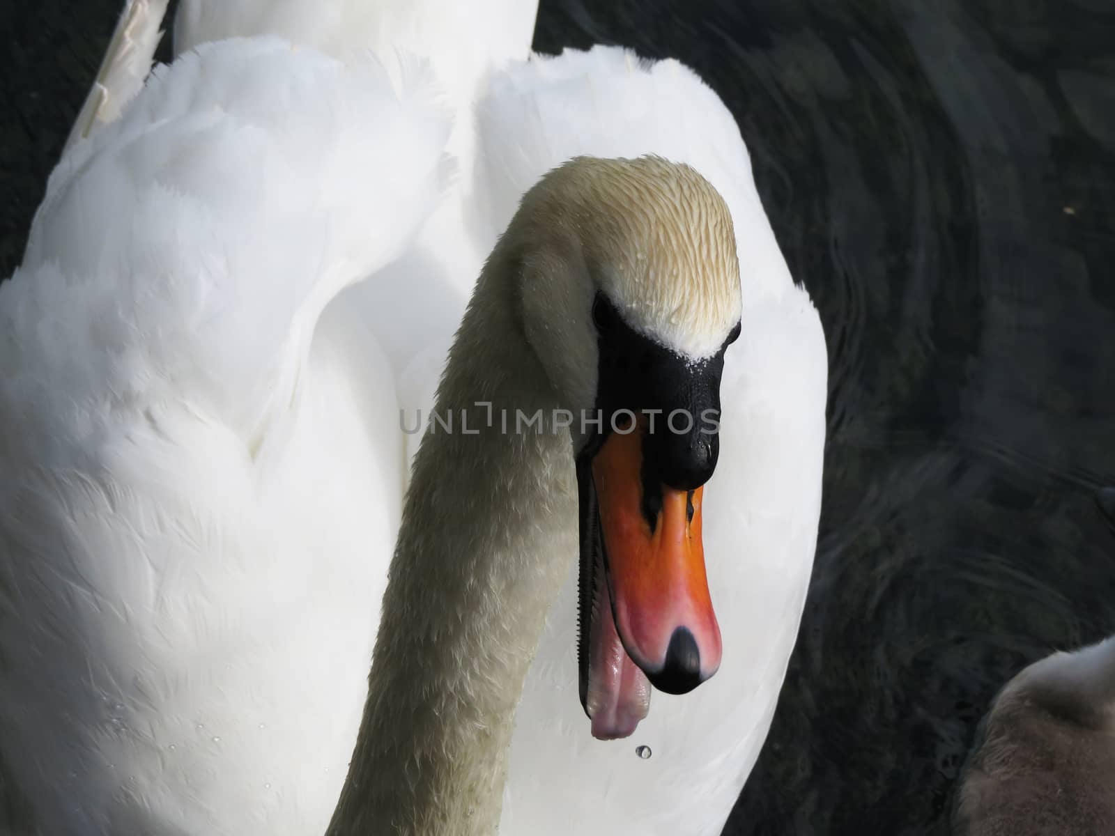 Swans in a pond float in search of food and pose for photographers