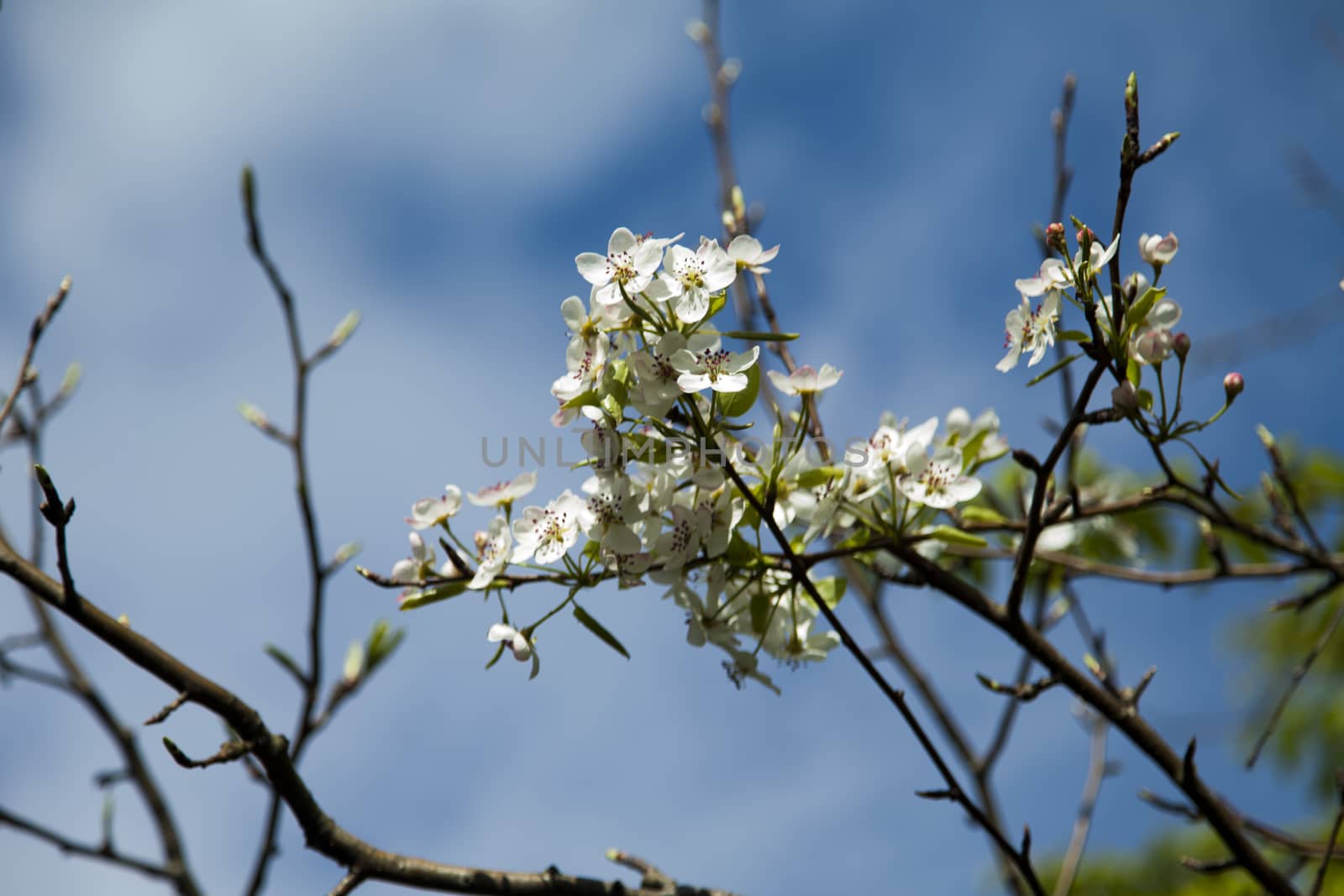 Spring flowers by selezenj