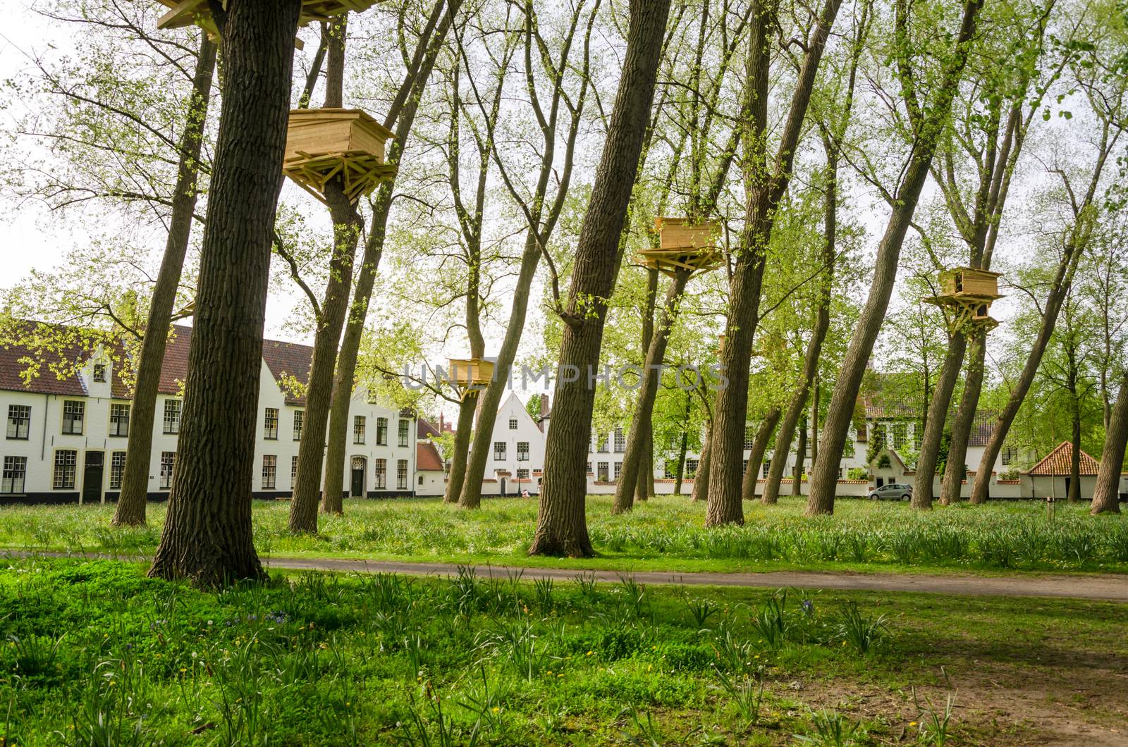 Tree Houses in the Beguinage (Begijnhof) in Bruges by siraanamwong