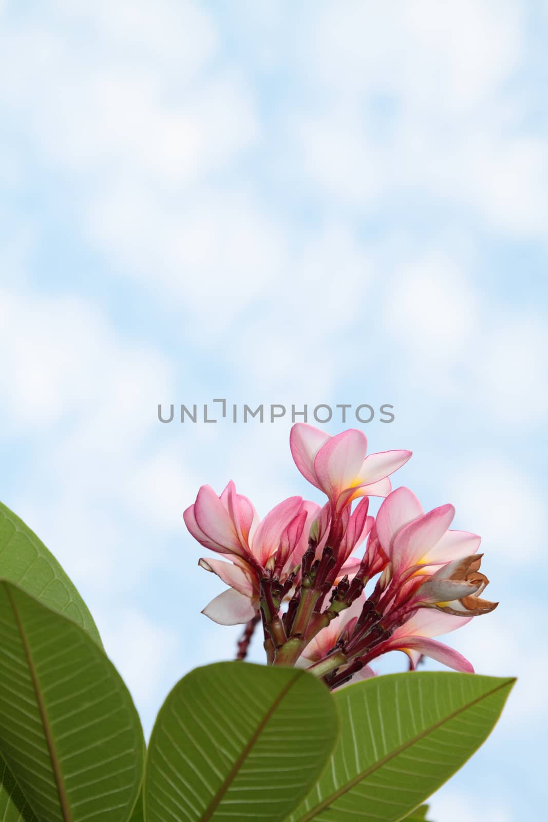 Pink frangipani flowers with clouds and sky