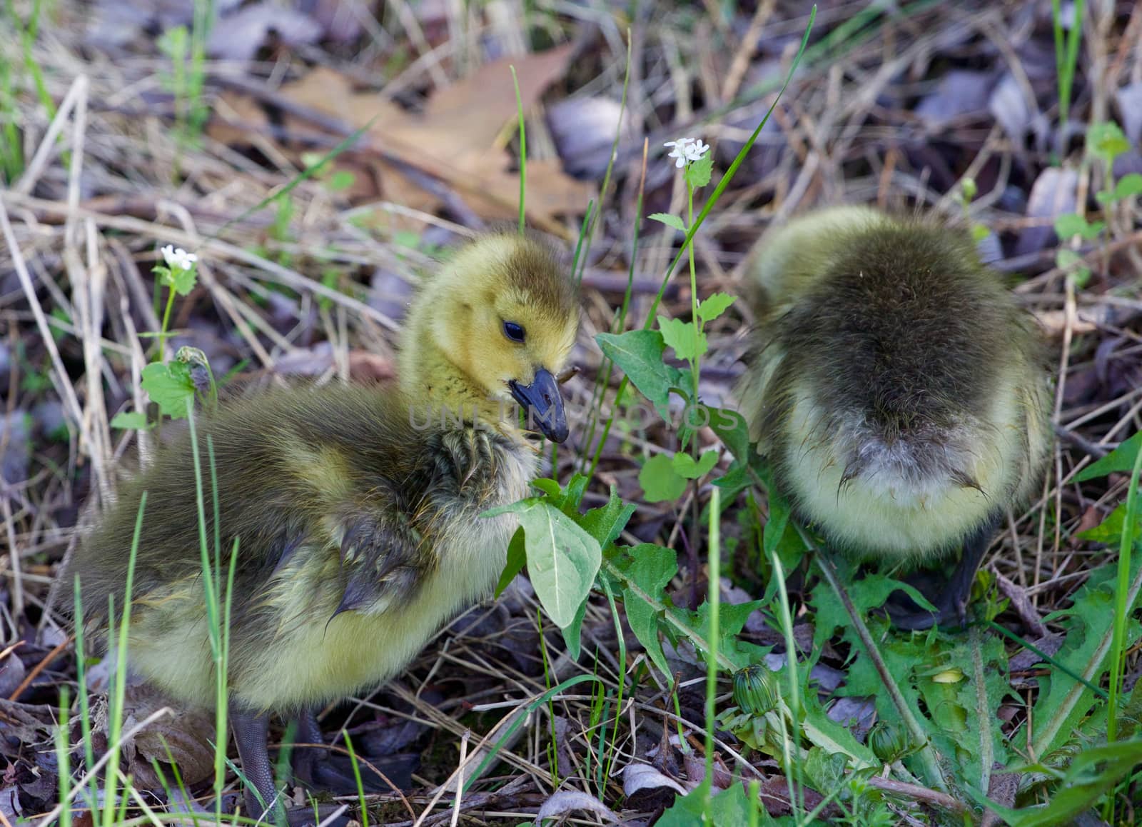 Cute young geese by teo