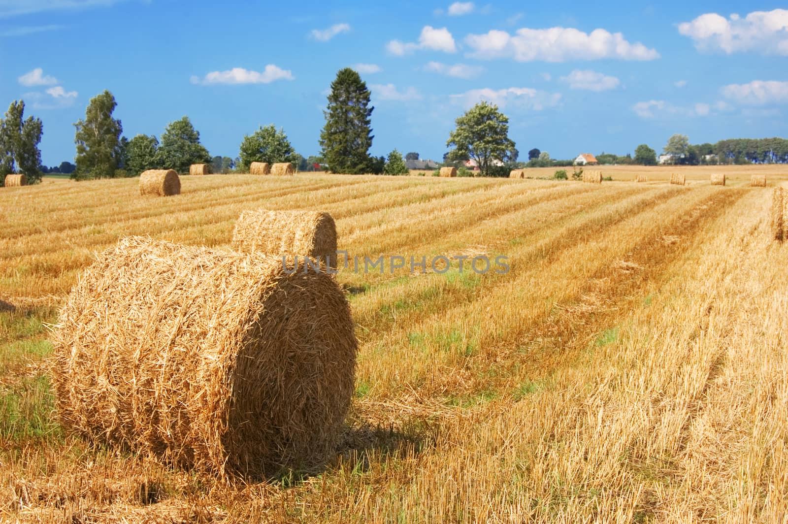 Field and sky. Sheaves in the field.