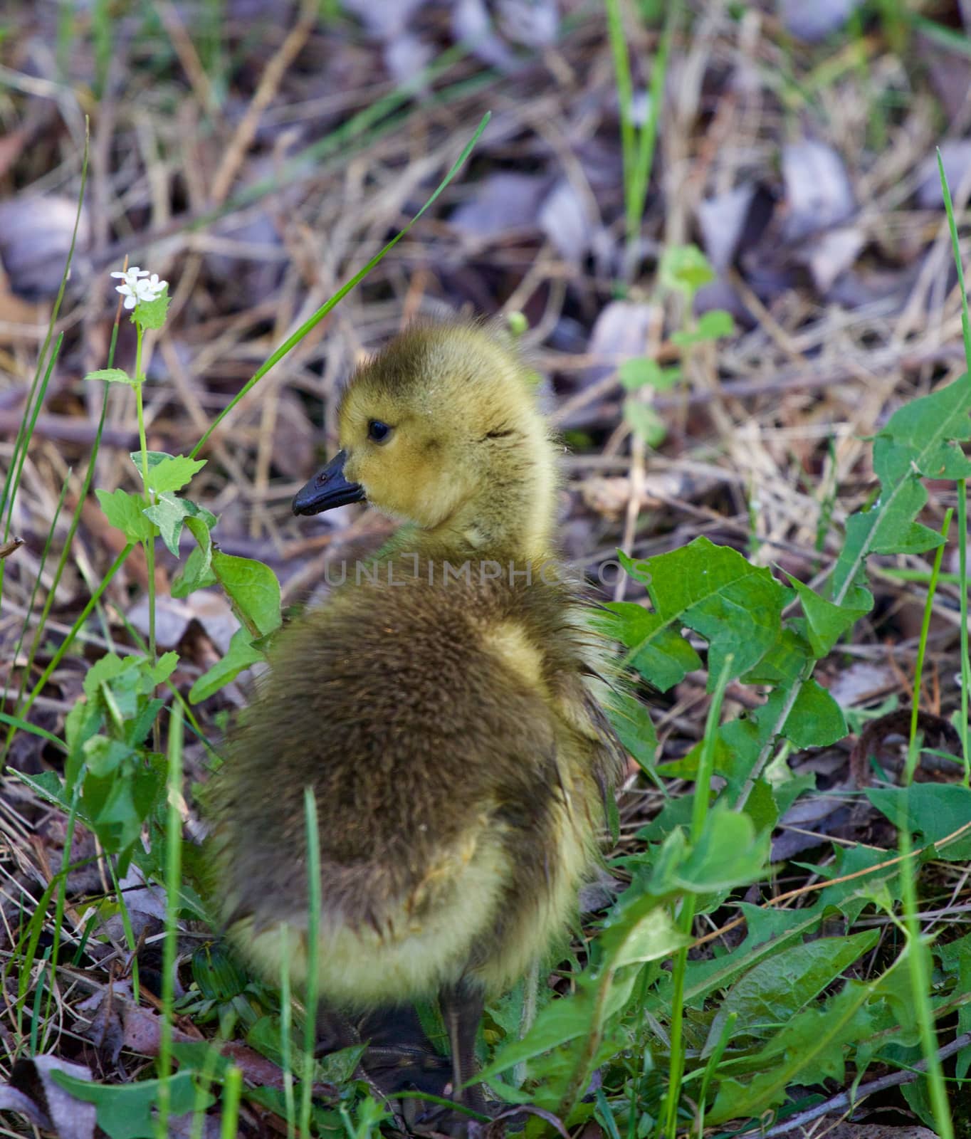 Cute solely young goose