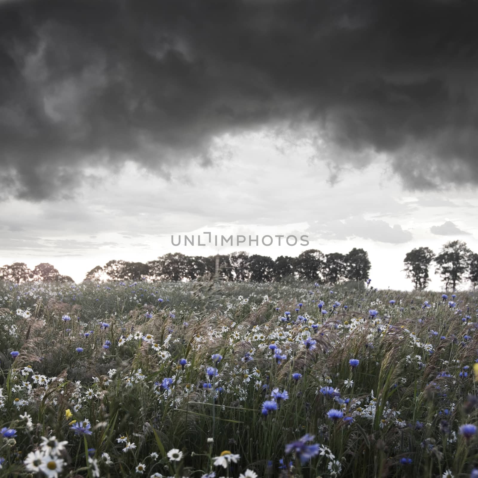 Storm clouds over field with flowers.