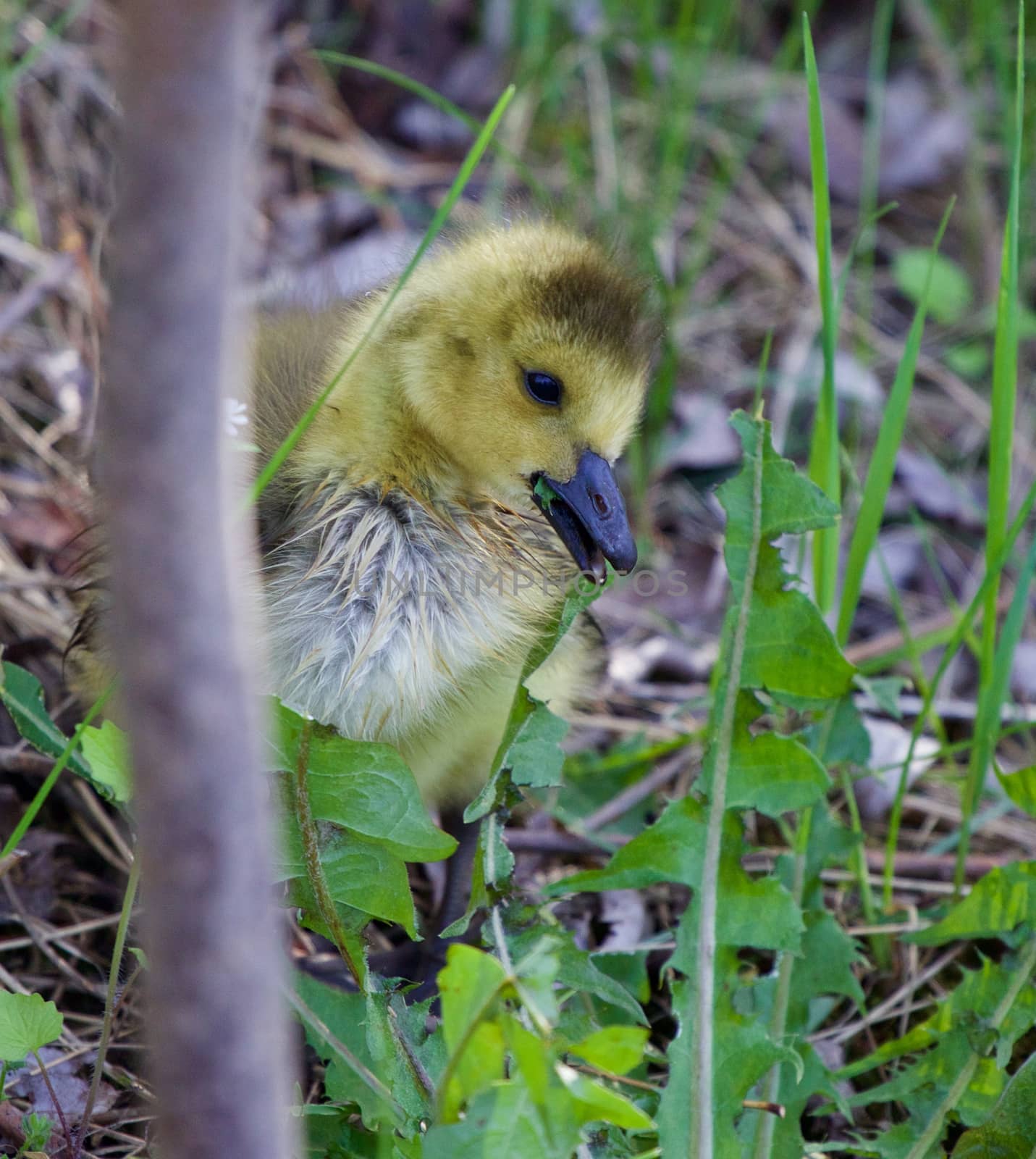 Young cakling goose by teo