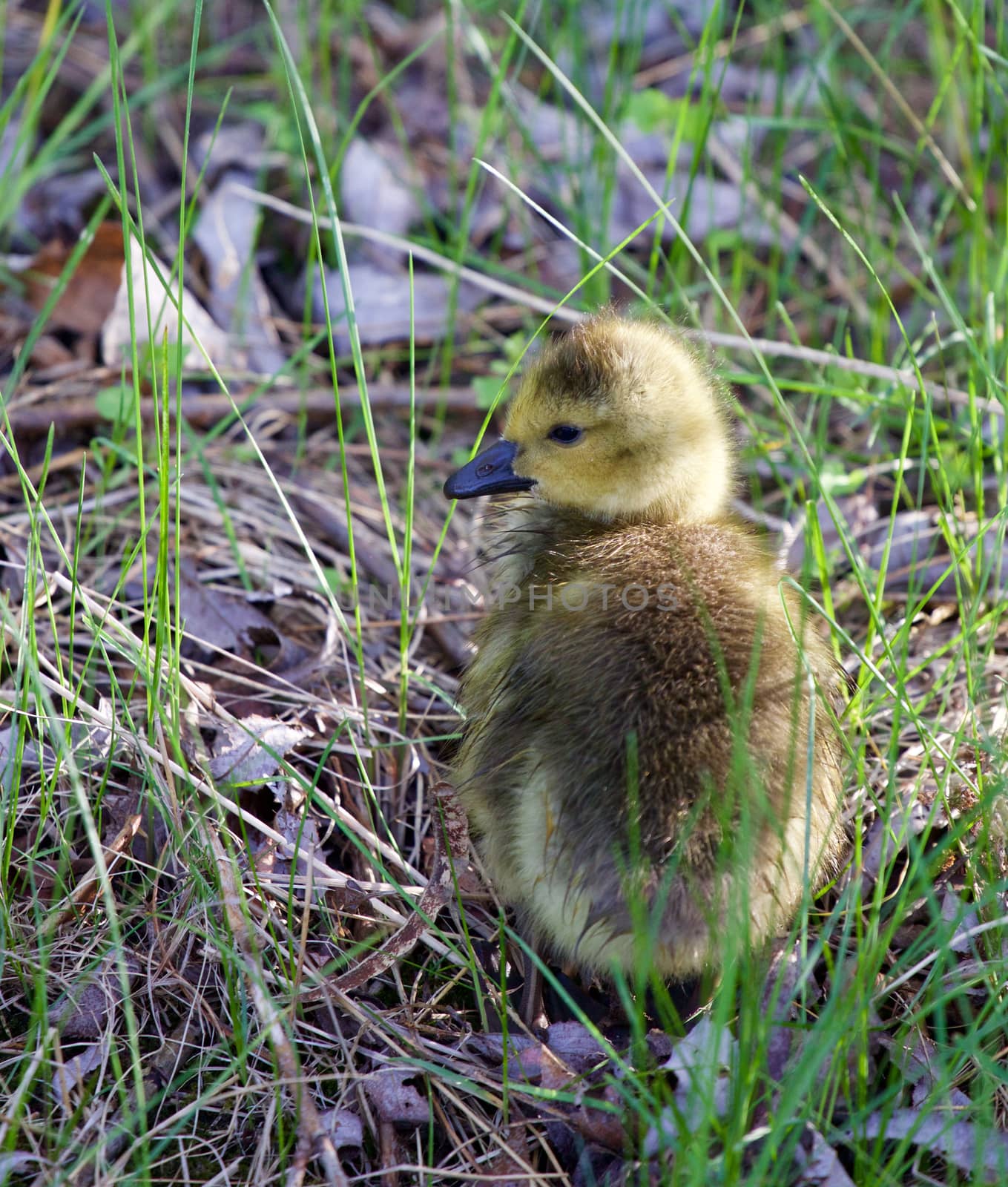 Cute cackling goose chick is taking sunbath by teo