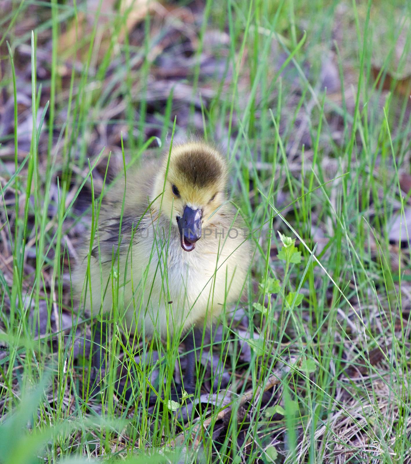 Angry chick by teo