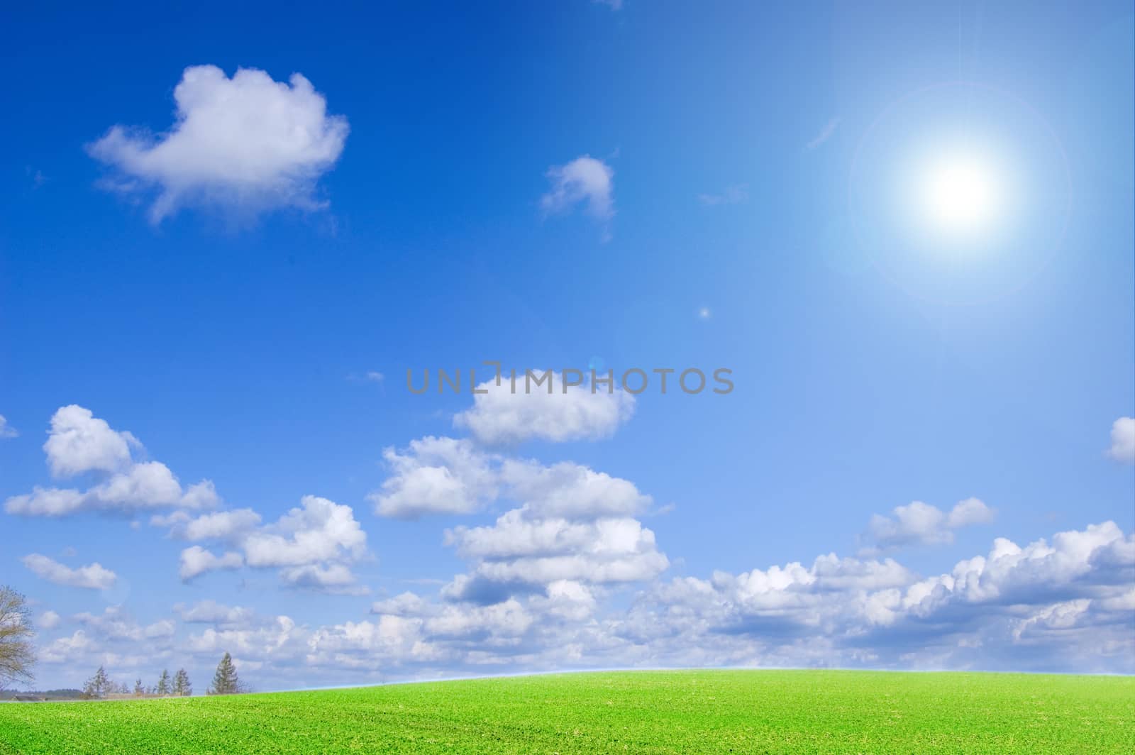 Green field and blue sky conceptual image. Picture of green field and sky in summer.