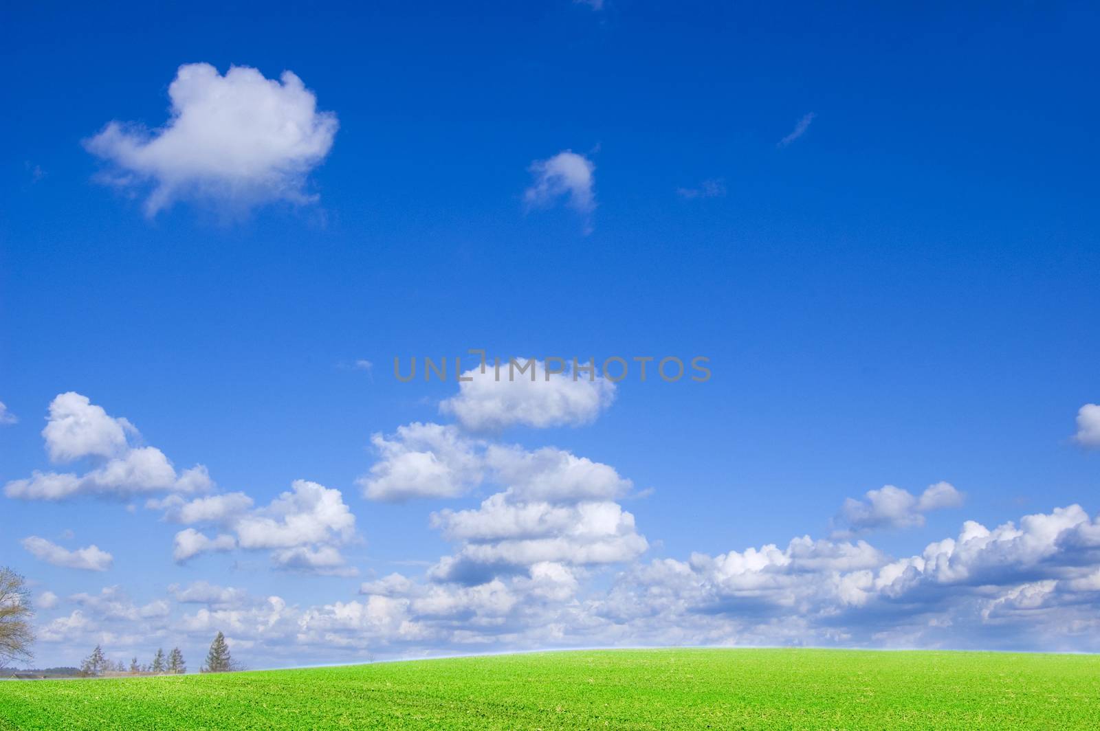 Green field and blue sky conceptual image. Picture of green field and sky in summer.