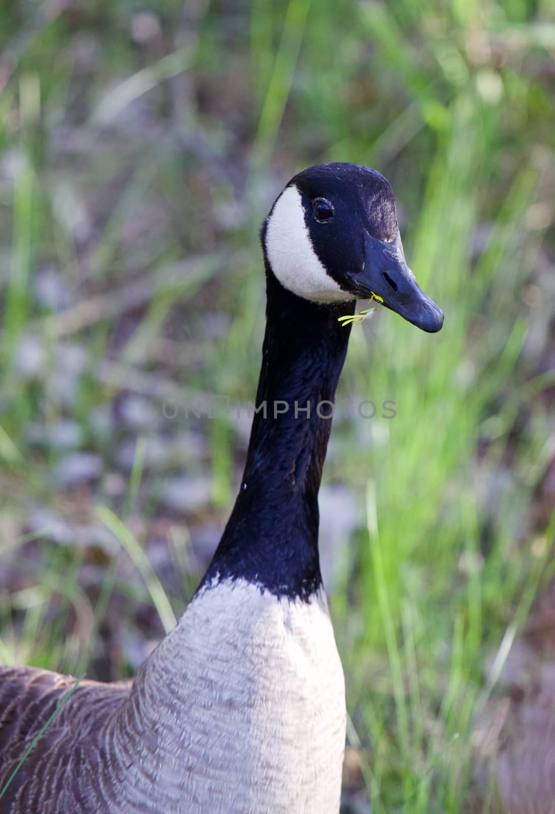 Romantic cackling goose