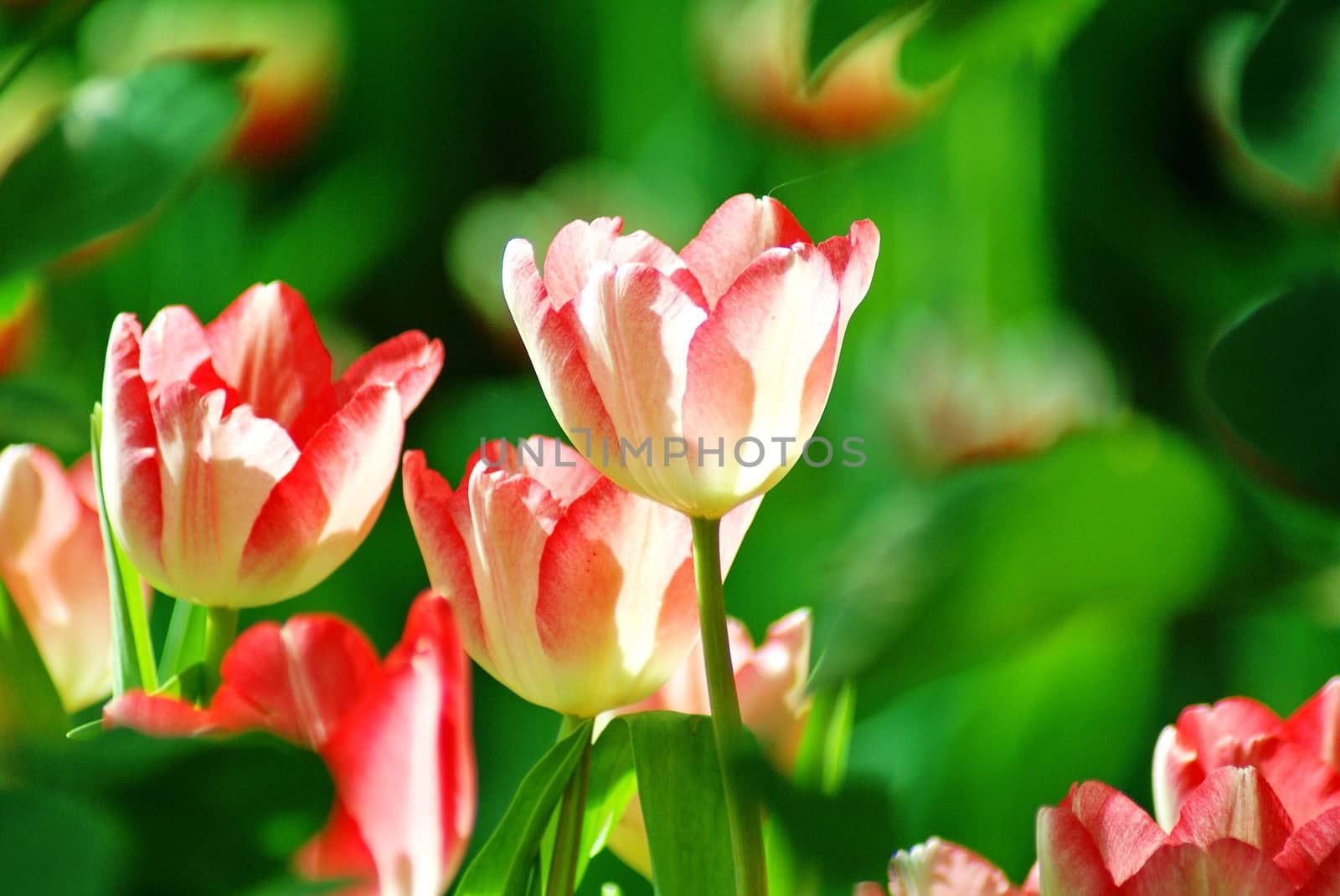Beautiful flower of tulip in sunlight on blur background