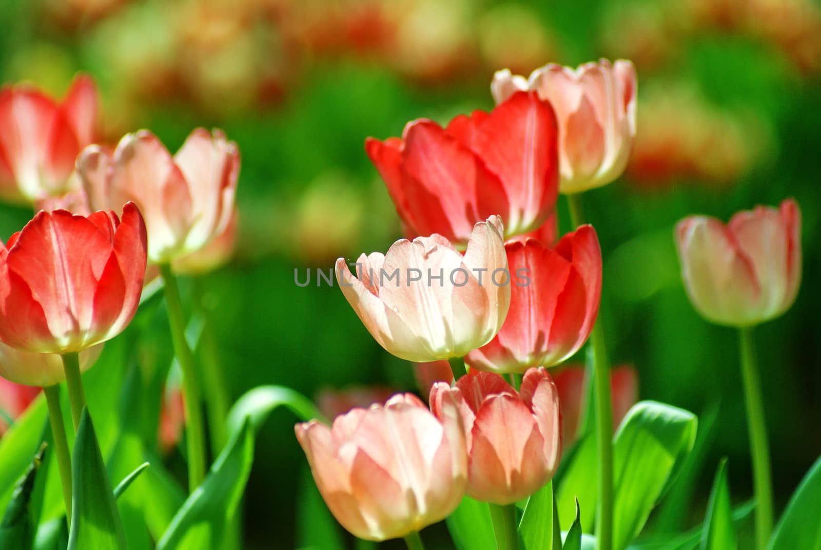 Beautiful flower of tulip in sunlight on blur background