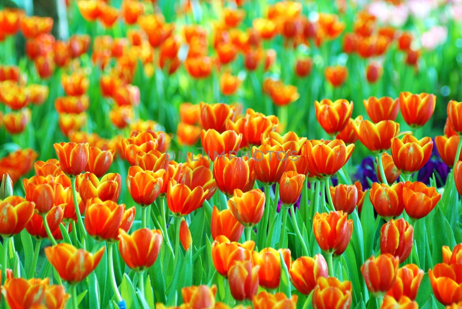 Beautiful flower of tulip field in the garden