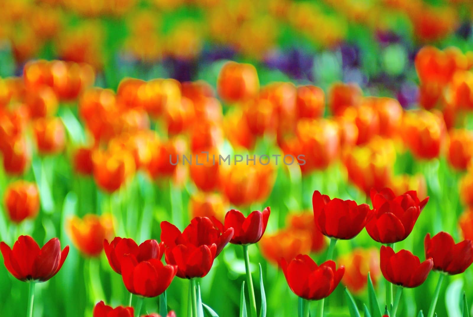 Beautiful flower of tulip field in the garden