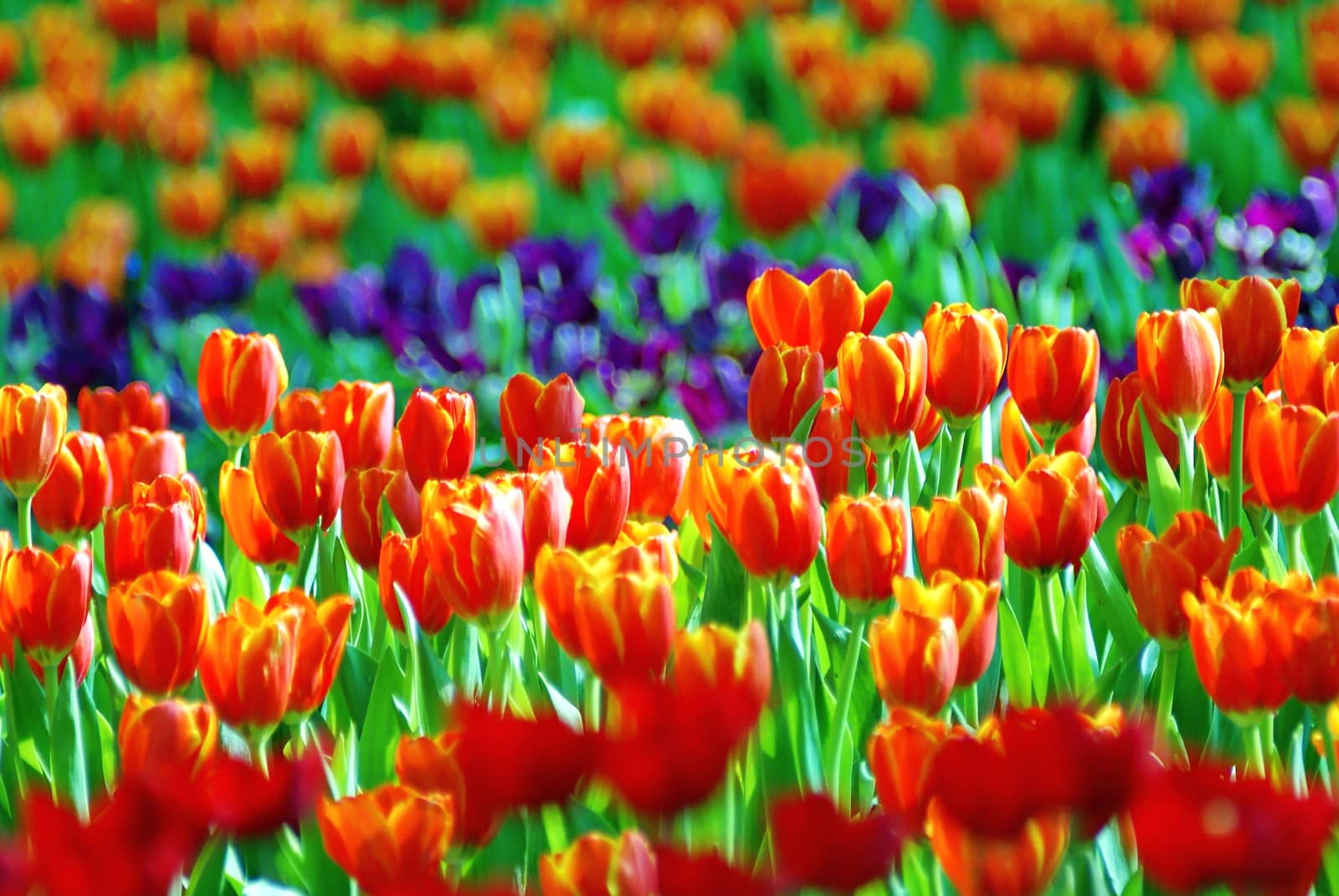 Beautiful flower of tulip field in the garden