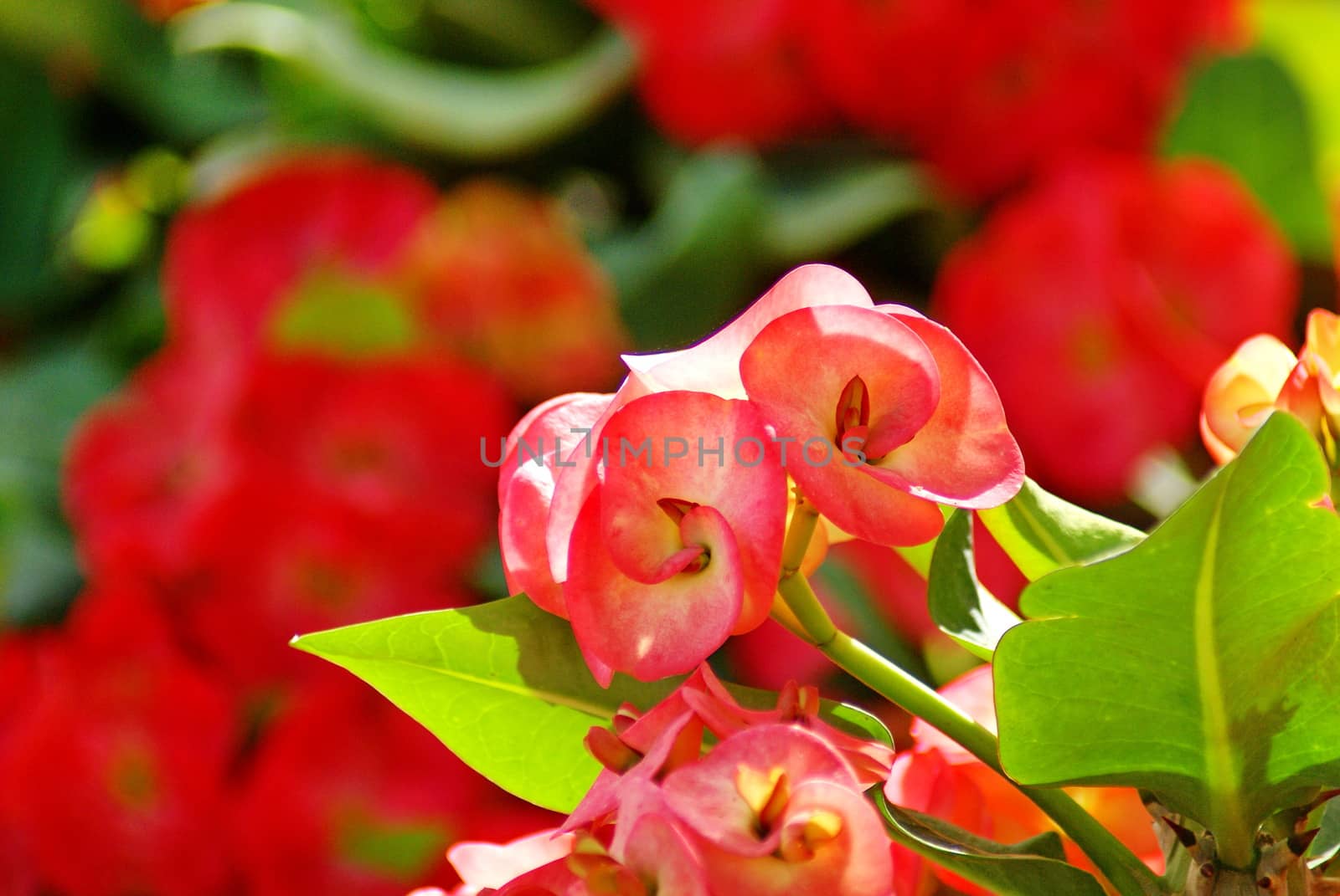 Close-up photo of euphorbia milli desmoul