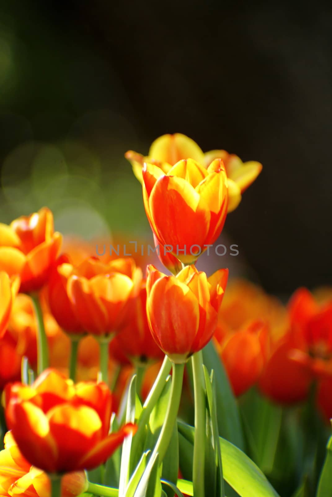 Beautiful flower of tulip in sunlight on blur background