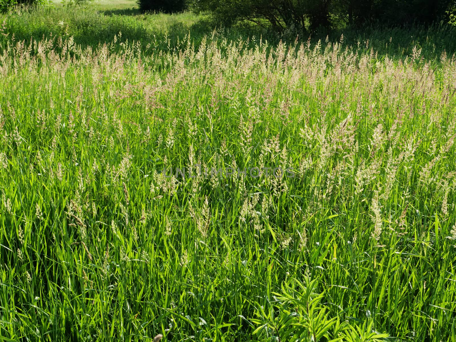 Tall grass and plants on field