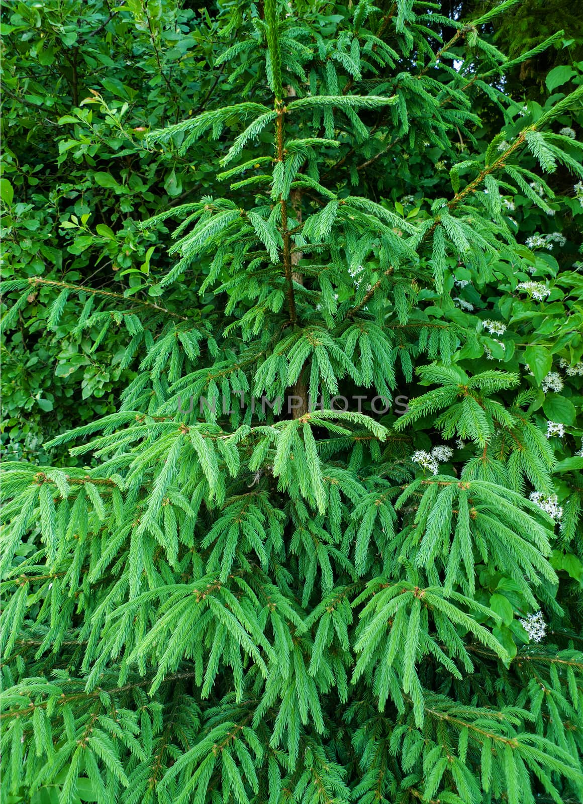 Young Fir Tree in Forest