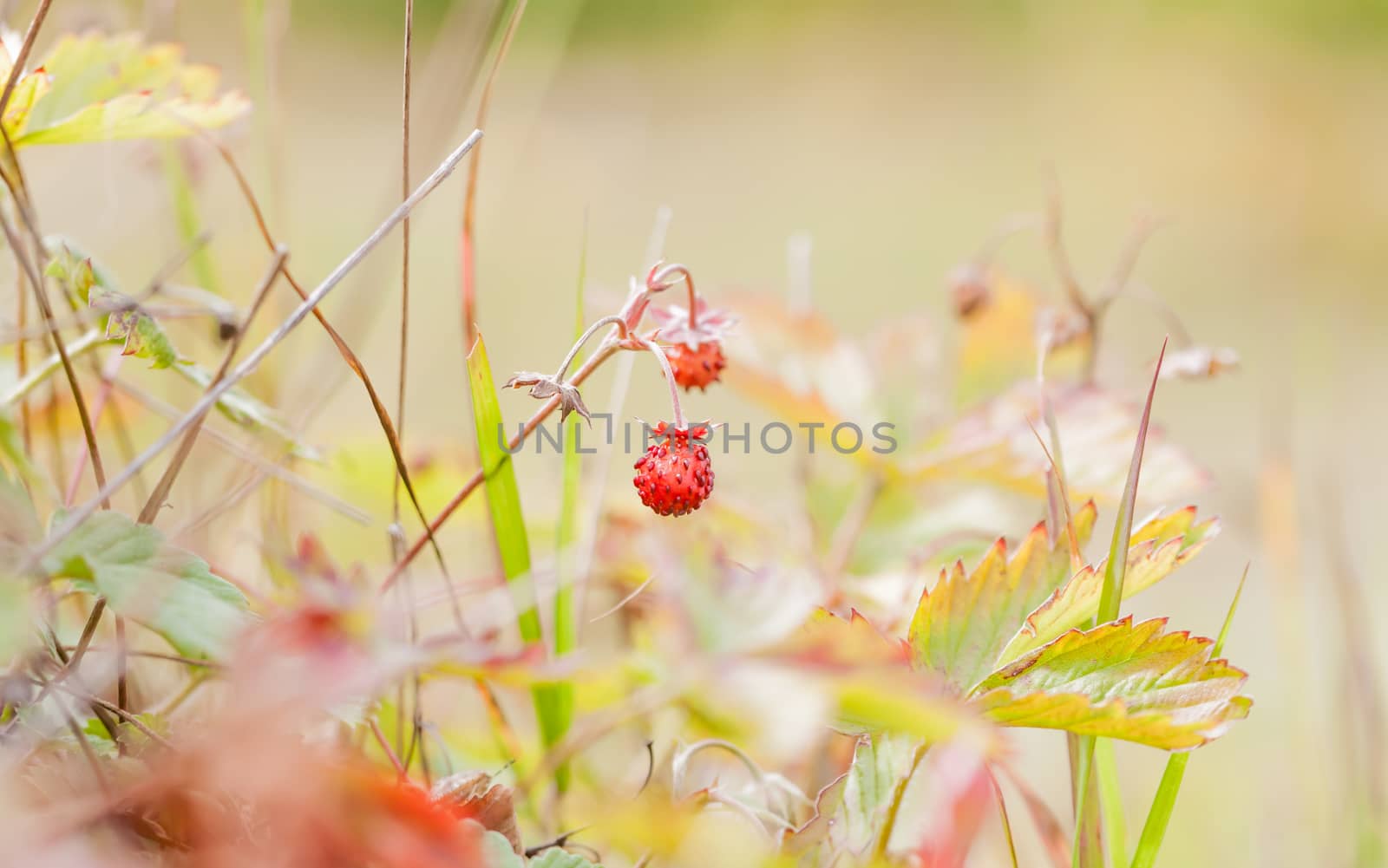 small wild strawberries in the forest by Chechotkin